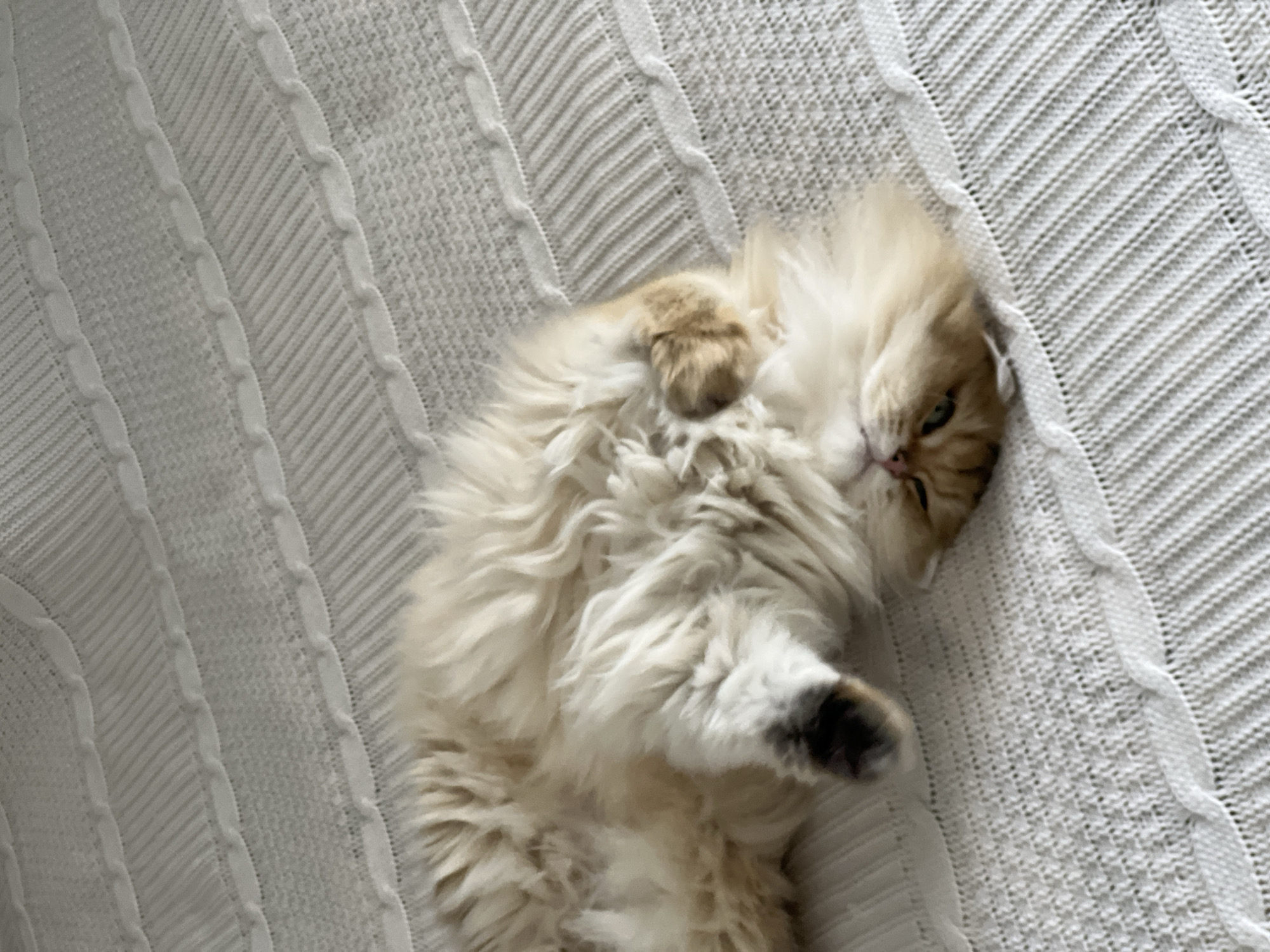 A fluffy, light-colored cat is lying on its back on a white, textured blanket. The cat's paws are tucked in, and its face is visible, with green eyes and a pink nose. The blanket has a ribbed pattern with cable-knit details. The scene is indoors, likely on a bed or sofa. There is no indication of the city of Aksu, Turkey, in the image.