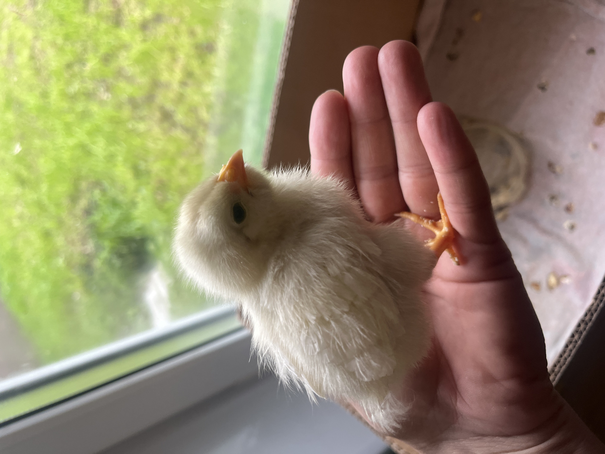 A fluffy yellow chick is held in a person's hand. The chick is positioned to the left of the frame, facing left, with its head tilted slightly upwards and its beak pointed. Its black eye is visible. The chick's body is covered in soft yellow down. The hand holding the chick is in the center and right of the frame. The chick's right leg and foot, which is orange, is visible on the palm of the hand. The background consists of a blurry green scene, likely foliage seen through a window. There is also a hint of a cardboard box in the upper right corner, with some small yellow specks inside it. The scene appears to be indoors, with natural light coming from the window. The overall impression is gentle and caring, with the focus on the small, delicate chick.