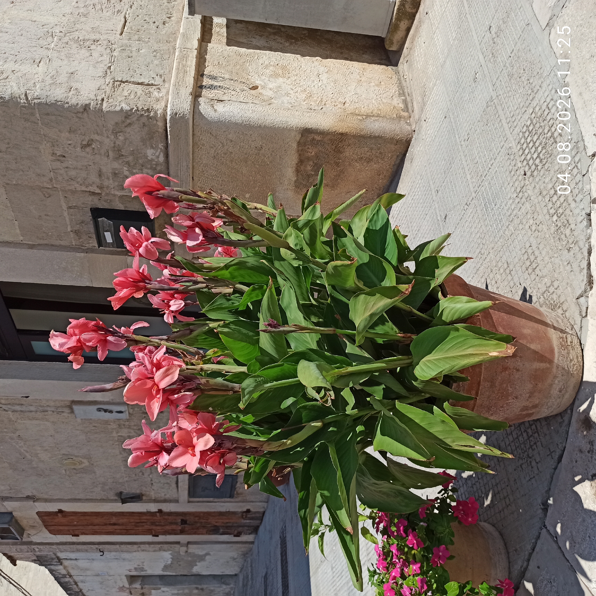 This is a medium shot, taken outdoors on a sunny day, focusing on a large terracotta pot filled with vibrant pink canna lilies and lush green leaves. To the left, another smaller pot with bright pink flowers is partially visible. The pots are situated on a paved walkway with a patterned surface. In the background, a rustic stone building with a wooden door and a modern dark-colored door is visible. The architectural style of the building suggests it is located in an older part of the city. The lower right corner of the image shows a timestamp: "04.08.2026 11:25". The scene appears to be a quiet street or courtyard in the city of Bitonto, Italy, likely a residential or commercial area. There are no people visible in the frame.