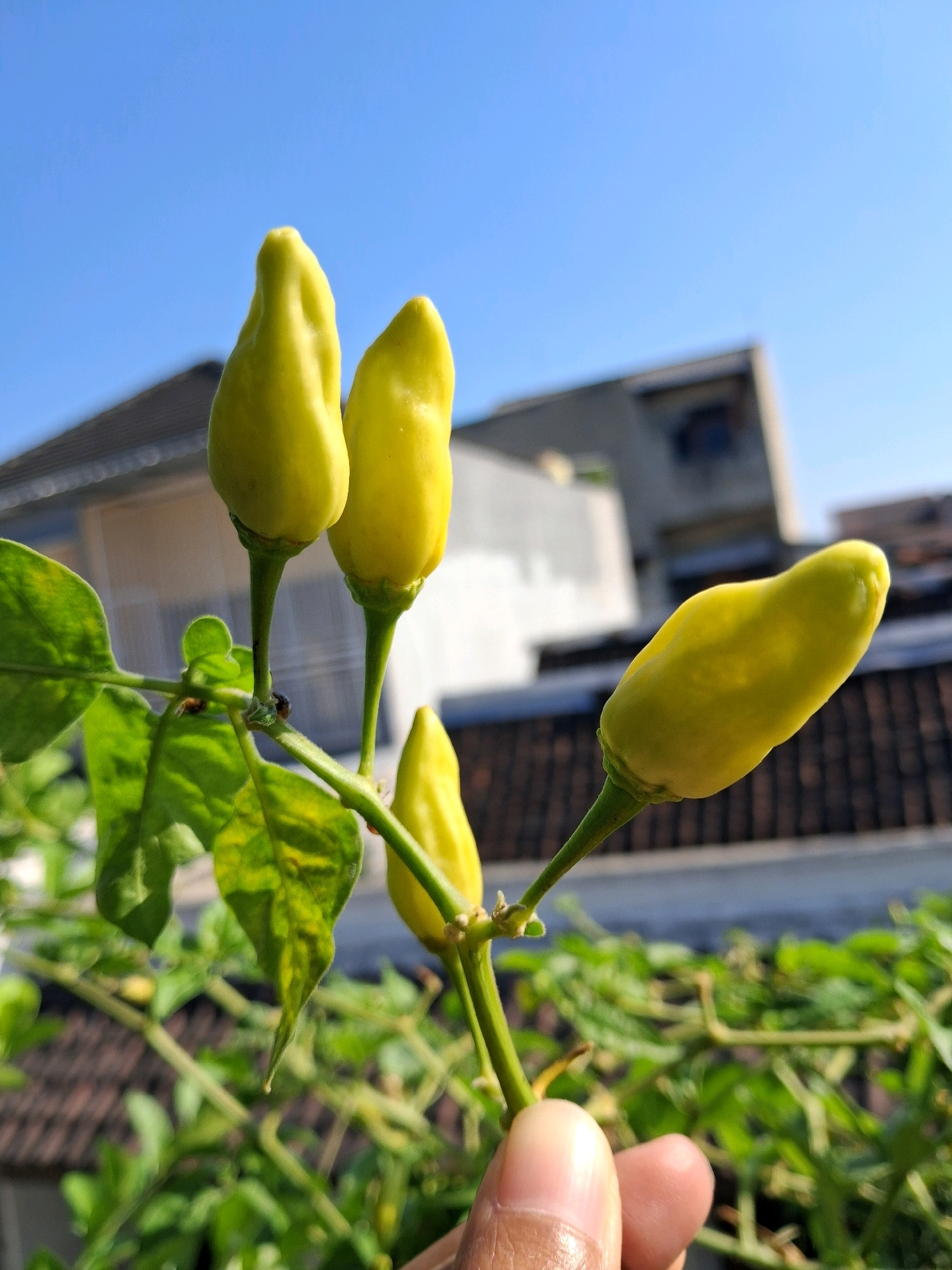 A close-up, eye-level outdoor photograph captures a cluster of four small, immature yellow chili peppers on a plant, held by a person's thumb and index finger. The peppers are elongated and pointed, with smooth skin, and are attached to green stems with visible leaves. The background is out of focus, showing the eaves and roof of a building, and a bright blue sky. The scene is likely located in an urban or suburban setting within Surakarta, Indonesia, given the presence of the building and clear sky.