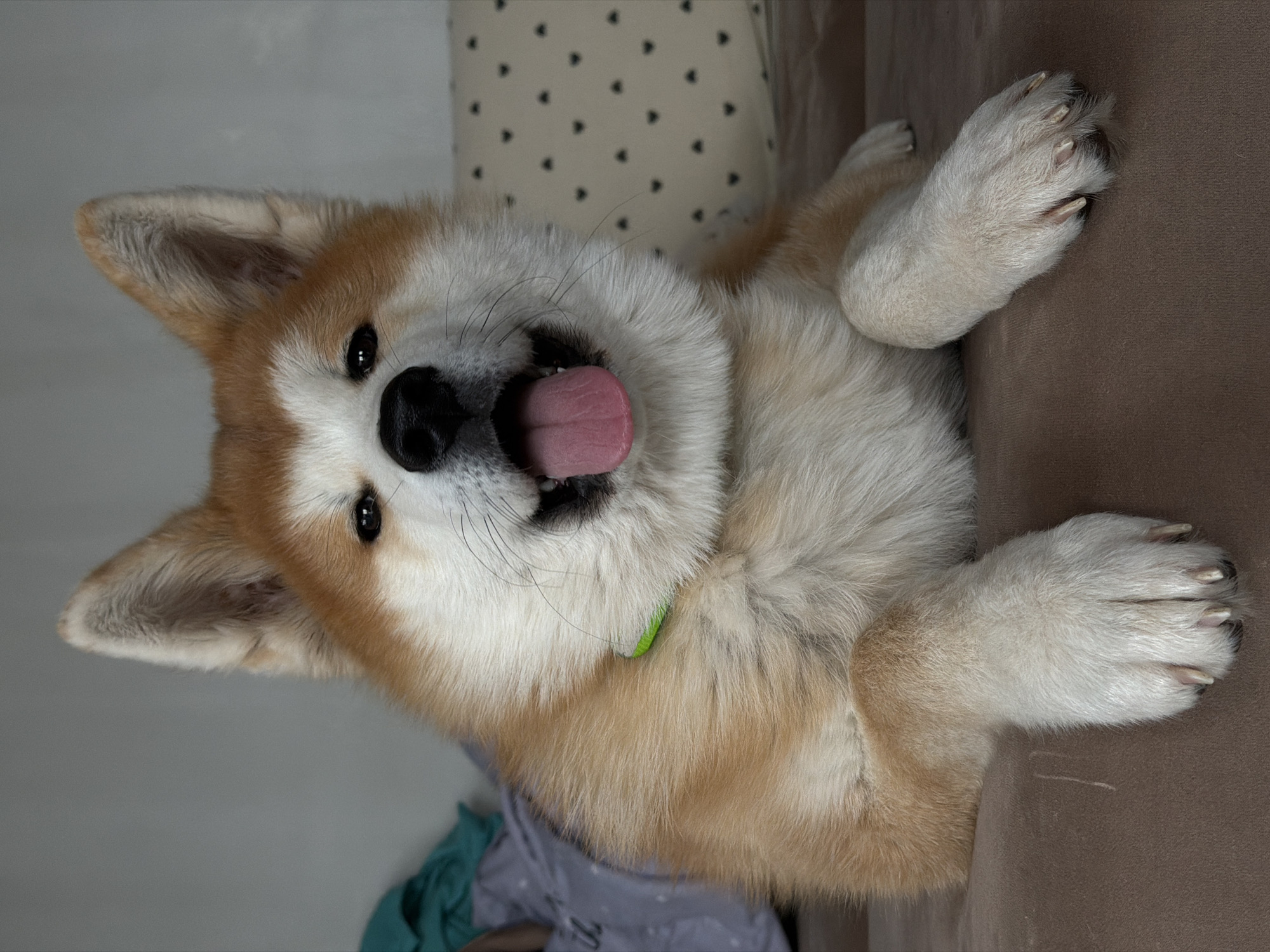 A close-up, medium-angle shot depicts an Akita dog lying upside down on a couch, with its tongue lolling out. The dog has a reddish-brown and white coat. Its paws are extended upwards. The couch is brown and there is a patterned pillow behind the dog's head. The background is a neutral color, with a glimpse of folded clothing. This image has been taken in a studio that has been constructed for the purpose of taking the picture, and does not give insight on the true location of the event.