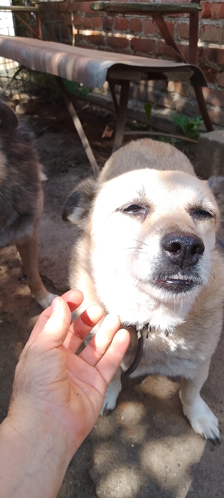 The image, taken outdoors in a yard area possibly in Belgorod, Russia, features a close-up of a light-colored dog with its eyes partially closed, appearing to be enjoying being petted. A human hand, with visible skin texture and fingernails, is reaching out and touching the dog's chin area. In the background, another dog, darker in fur color, is partially visible on the left side of the frame. The ground appears to be dirt or gravel. Behind the dogs and the hand, there's a rustic outdoor setup with what looks like a metal-topped bench or table supported by wooden legs, and a brick wall in the distance. The lighting suggests it is daytime, with shadows cast on the ground, indicating sunlight.