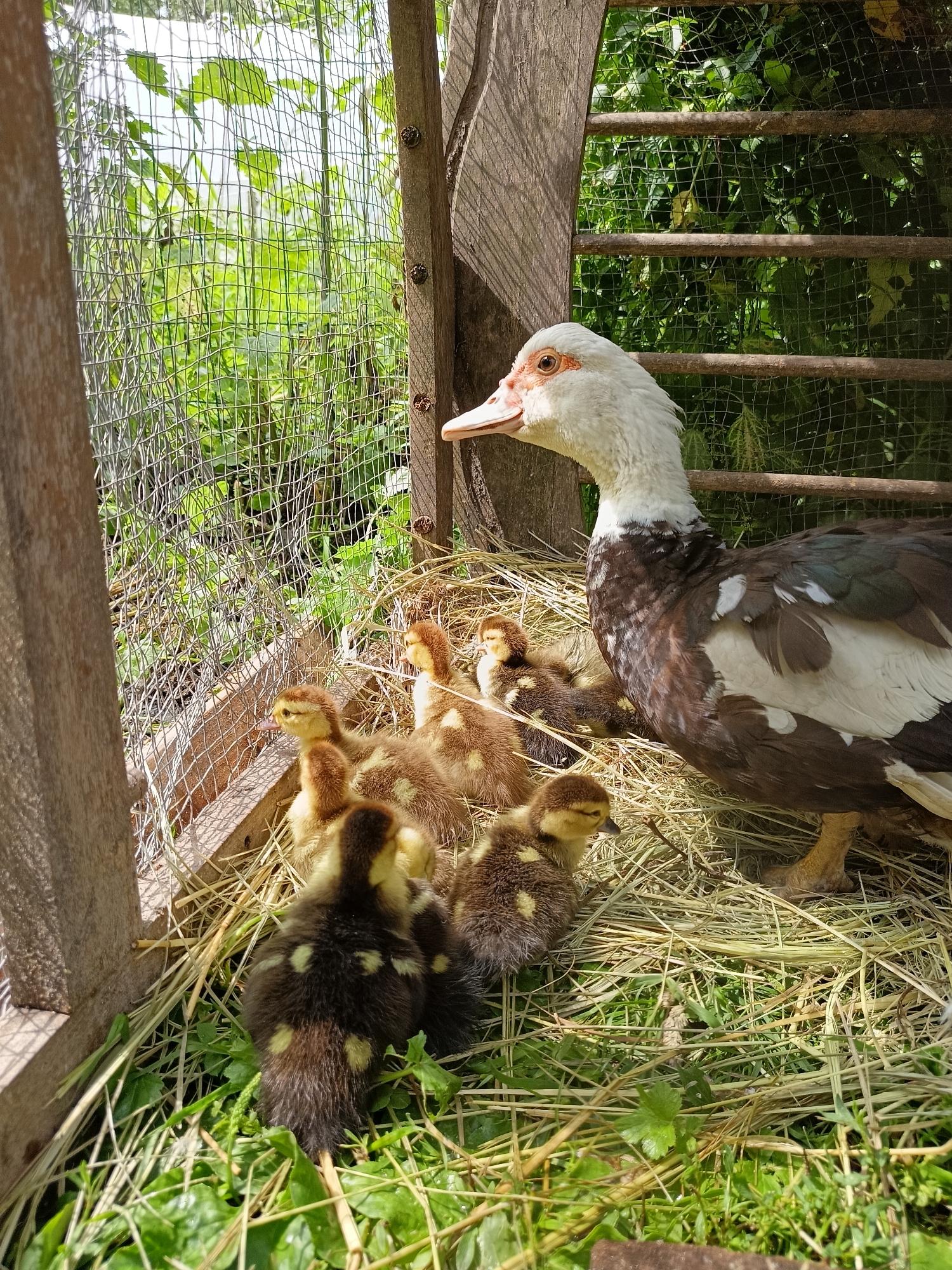 A mother duck, a Muscovy duck, stands beside a clutch of ducklings in a pen. The pen is constructed from rough-hewn wood and wire mesh, with a thatched roof or covering. The ducklings are a mix of yellow and brown, with some darker markings. They are nestled in dry straw and green vegetation. The background shows a blurred, green environment, possibly a garden or overgrown area, suggesting a rural or semi-rural setting within the city of Lagovskoe, Russia. The scene is lit by bright sunlight, casting shadows. The mother duck appears protective, looking out of the pen, while the ducklings are clustered together.