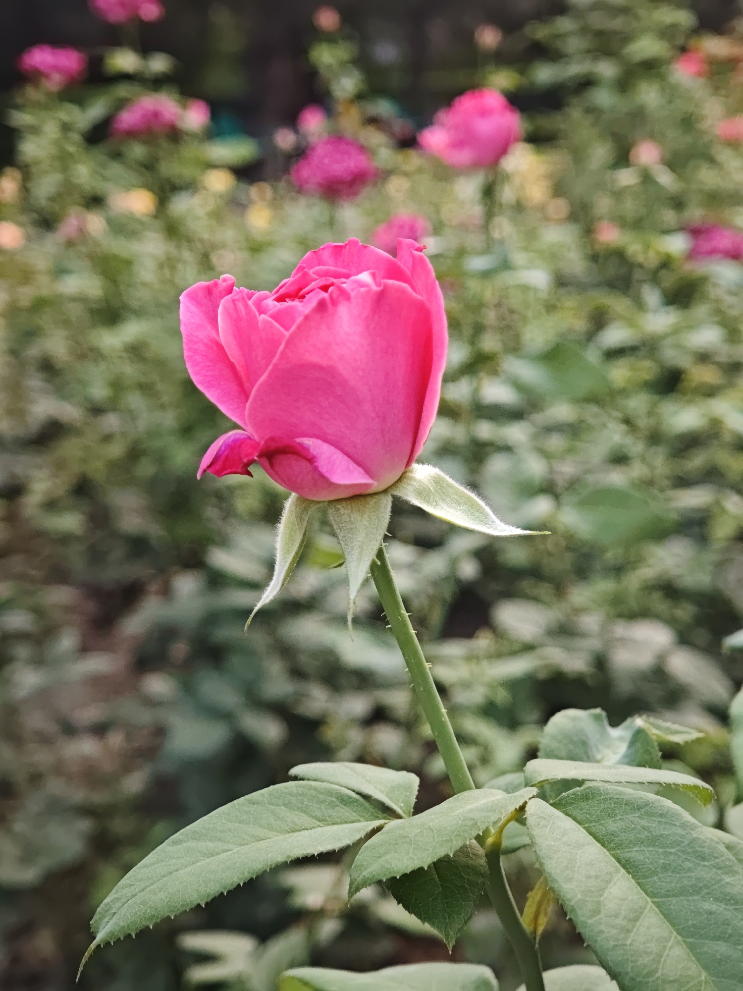 A single, vibrant pink rosebud is in sharp focus, positioned slightly to the left of the center of the frame. The rosebud is partially open, revealing layers of delicate petals. Its stem is green and appears to have small thorns. Below the rosebud, several green leaves with serrated edges are visible, also in sharp focus.
The background is softly blurred, creating a bokeh effect. It consists of more rose bushes with pink flowers and greenery, suggesting a garden setting. The lighting appears to be natural, likely daylight, casting a soft glow on the rose. There are no people or animals present in the image. The overall scene conveys a sense of natural beauty and tranquility.