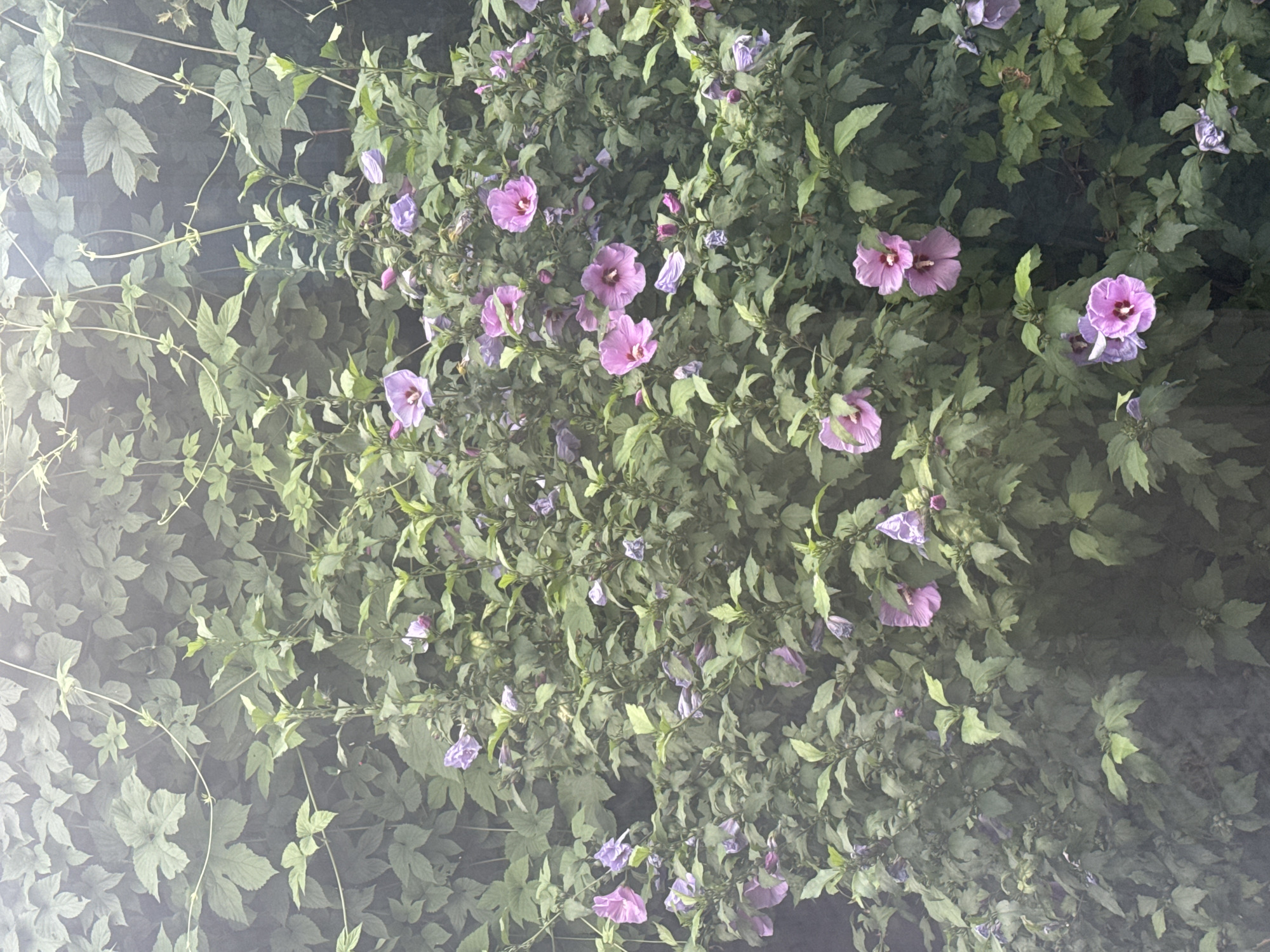 The image depicts a dense green bush with numerous pink and purple hibiscus flowers in bloom. The bush is lush and full, with many leaves obscuring the background. The lighting suggests it is daytime, possibly overcast or early morning/late afternoon, as there is a soft, diffused light. The bush appears to be in a garden or natural setting, with no discernible urban structures or signs of human activity. The location is identified as Yessentuki, Russia, but there are no specific landmarks or contextual clues within the image to confirm this.