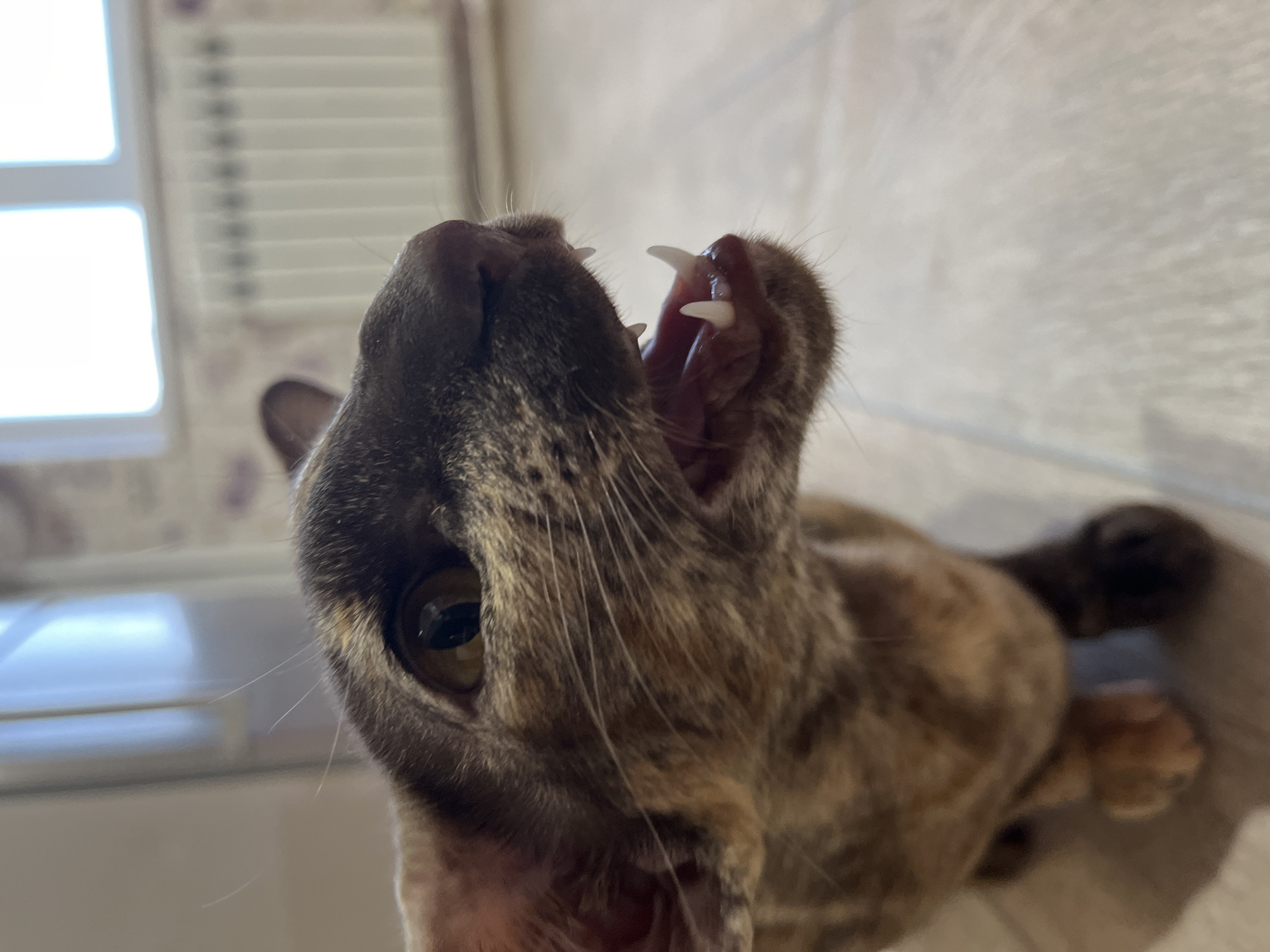 A close-up, low-angle shot features a cat with its mouth wide open, displaying its teeth. The cat has mottled brown and grey fur, and its eye is visible on the left side of the frame. The background includes a window with blinds and a textured wall. There is no indication this image was taken in Chaikovsky, Russia.