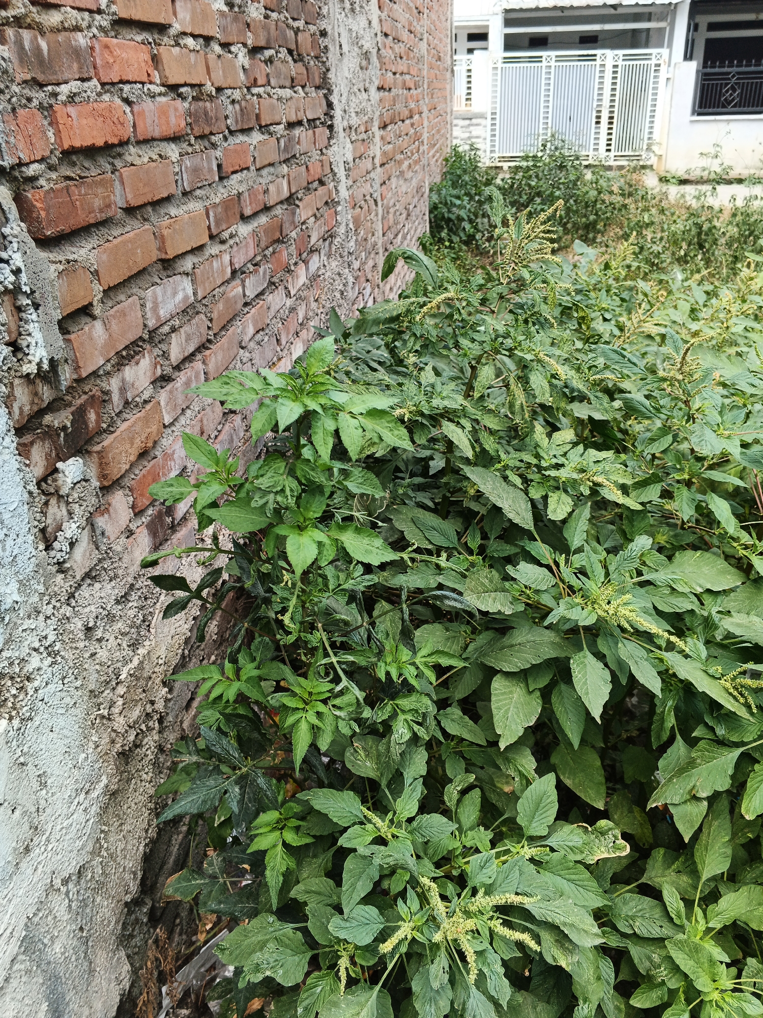A brick wall, composed of weathered orange-red bricks and rough grey cement, occupies the left side of the image. Lush green foliage, characterized by broad leaves and tall stalks bearing clusters of small pale green flower spikes, overgrows from the base of the wall and extends into the foreground and right side of the frame. In the background, a white building with a fence and open doorways suggests a residential or commercial area within Gandasari, Indonesia. The scene depicts an outdoor environment where nature is encroaching on man-made structures.