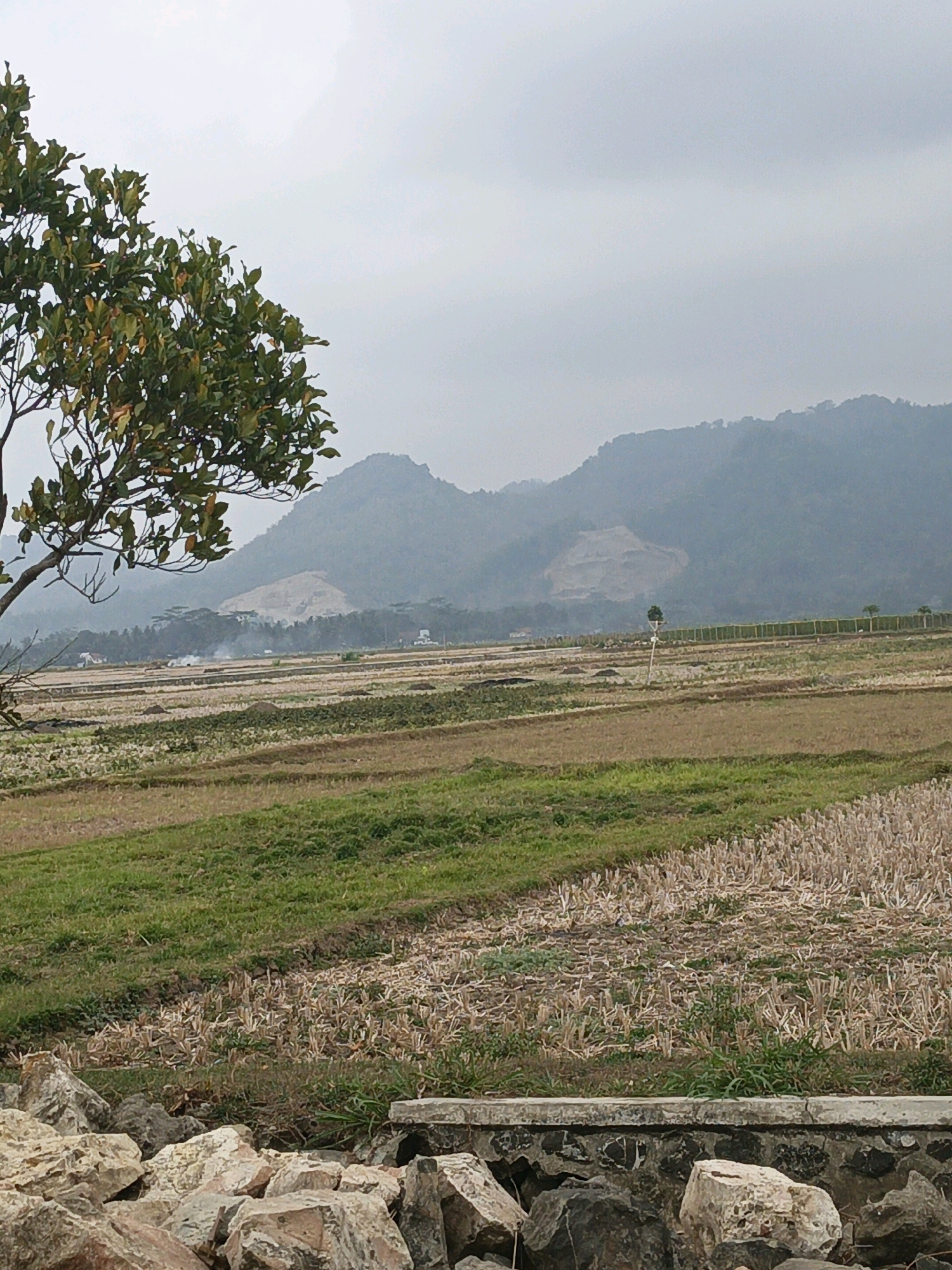 The image depicts a panoramic view of a rural landscape in Sidomukti, Indonesia, under a cloudy sky. In the foreground, a pile of large rocks and a stone wall are visible. Beyond the foreground, the scene transitions to agricultural fields. Some fields show remnants of harvested crops, appearing dry and stubbly, while others are covered in lush green grass. A single tree with green foliage stands prominently on the left side of the frame, its branches extending towards the sky. In the mid-ground, there are more fields, some with visible rows indicating cultivation, and scattered small buildings and vegetation. Further in the distance, a large, gently sloping mountain range dominates the horizon. The mountains are covered in vegetation, and there appear to be some areas of exposed earth or construction on their slopes. The overall atmosphere is one of a quiet, agricultural countryside. There are no people or animals visible in the frame.