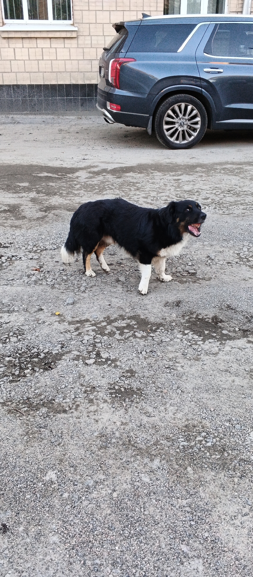 A medium-sized dog with black and white fur stands on a gravel-covered area in front of a building. The dog is facing to the right, with its mouth open and its tongue visible. The dog's fur is mostly black, with white markings on its chest, legs, and tail. In the background, there is a dark-colored SUV parked next to a building with light-colored brickwork. The environment appears to be an outdoor urban setting. The image quality is moderate.
