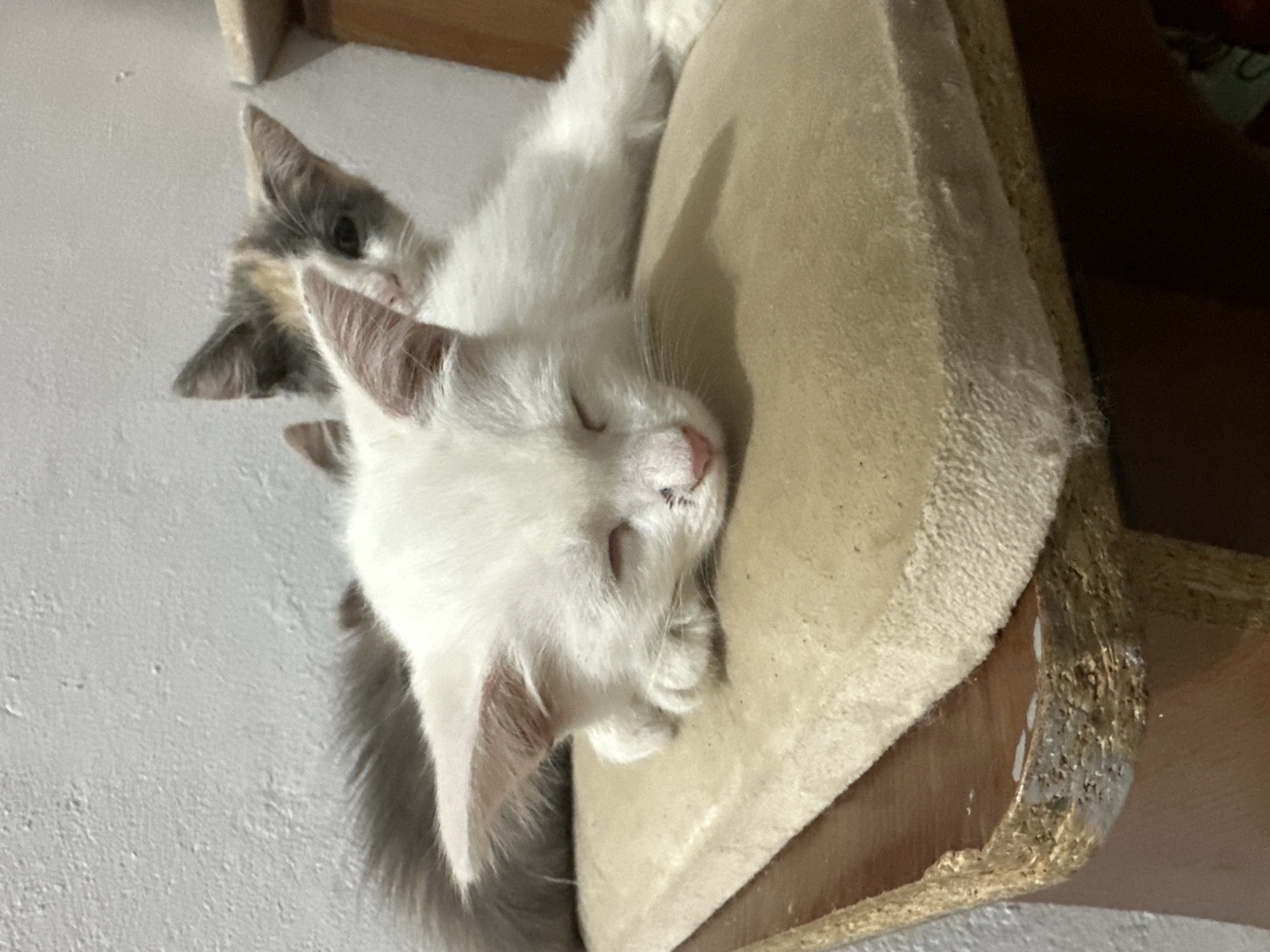 Two kittens are nestled together on a cat tree. The kitten in the foreground is white with a pink nose and its eyes are closed, suggesting it is asleep or resting. Its fur is long and fluffy. Behind it, another kitten with grey and white fur peeks out, its eyes open and looking towards the left. The cat tree has a beige, soft surface and a wooden base, showing some wear and tear. The background consists of a white wall and hints of wooden structures. The lighting suggests it might be daytime, possibly indoors. The scene conveys a sense of peace and comfort, with the kittens sharing a cozy spot. No text is visible in the image. The location context of Subutli-Miatli, Russia, does not provide specific visual cues within the image itself.