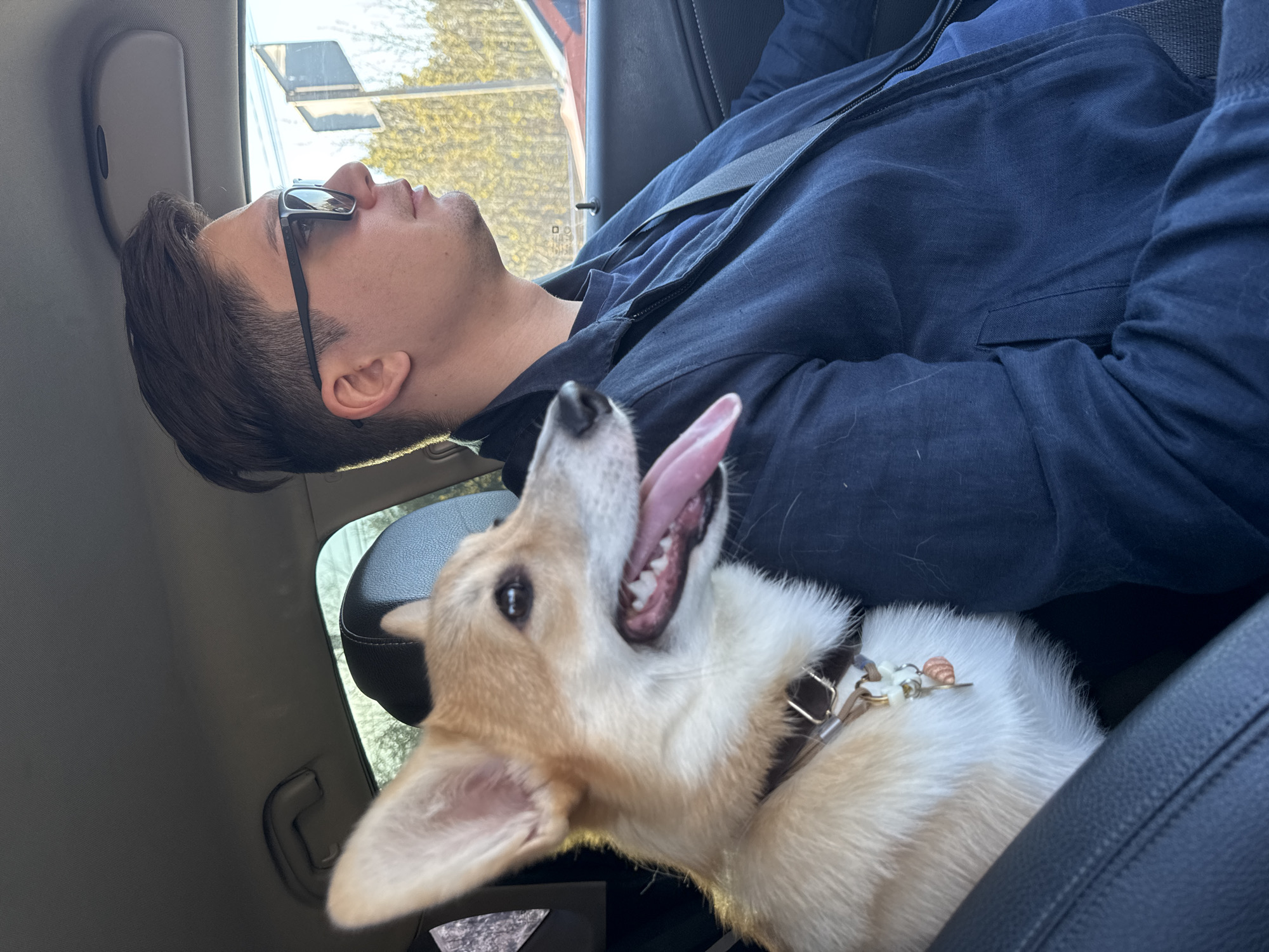 A man in a navy blue jacket is reclining in a car seat. He is wearing sunglasses and has short, dark hair. His head is resting against the car's interior. Next to him, a Corgi dog with its tongue out is sitting upright in the passenger seat. The dog is wearing a collar. The location appears to be inside a car, potentially in transit. There is no indication of the city of Chaikovsky, Russia.