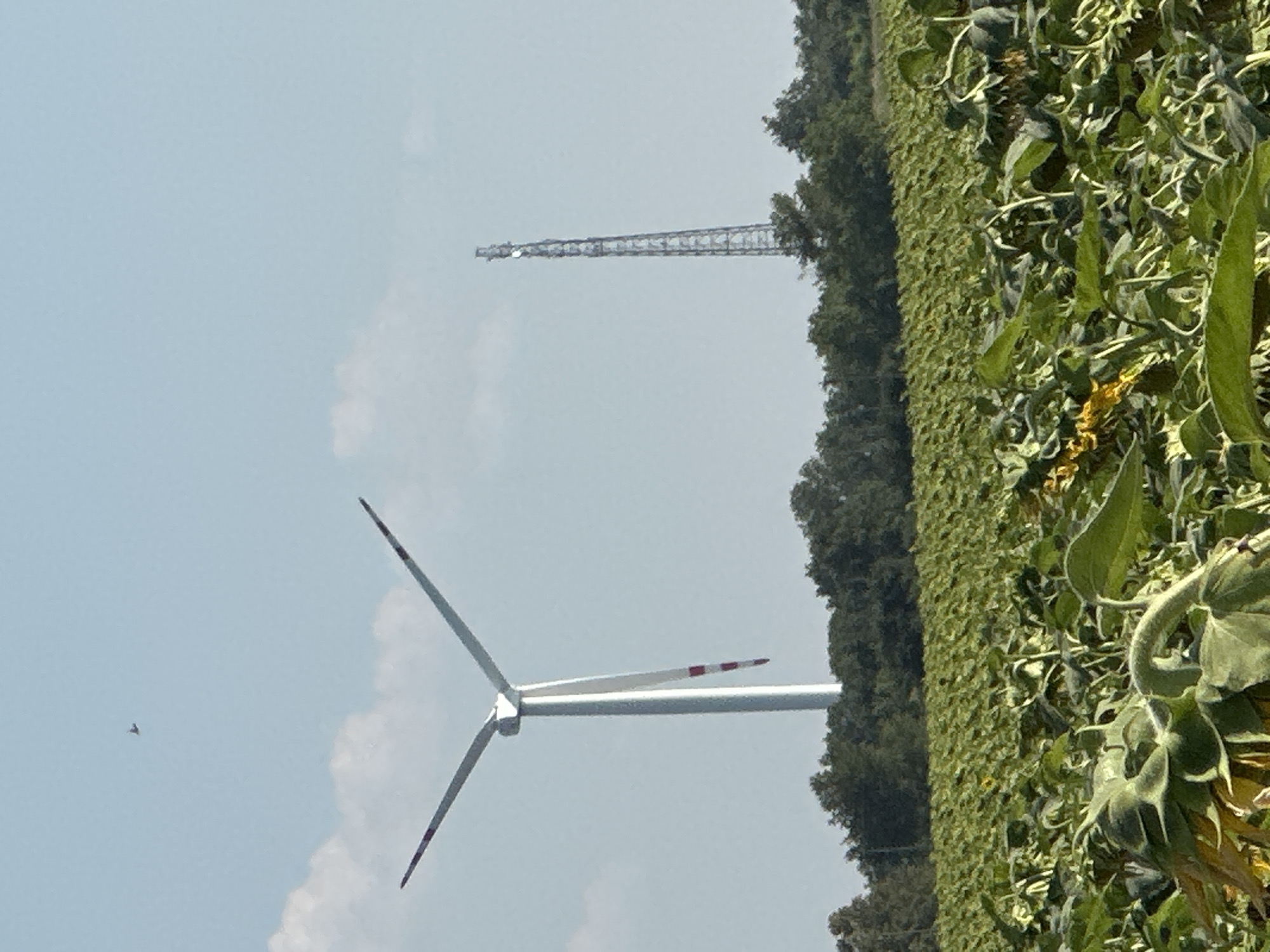 This is a daytime, outdoor, medium-shot, eye-level, vertical photograph taken in Korchivka, Ukraine. The scene depicts a vast field of sunflowers in the foreground, with some sunflowers wilting and drooping. In the middle ground, a line of dense green trees forms a horizon. Behind the trees, a tall, white wind turbine with red accents on its blades stands prominently on the left side of the frame. To the right of the wind turbine, a tall, lattice-like telecommunications tower is visible. The sky is clear and light blue with a few scattered white clouds. A small, dark object, possibly a bird or an aircraft, is visible in the upper left quadrant of the sky.
