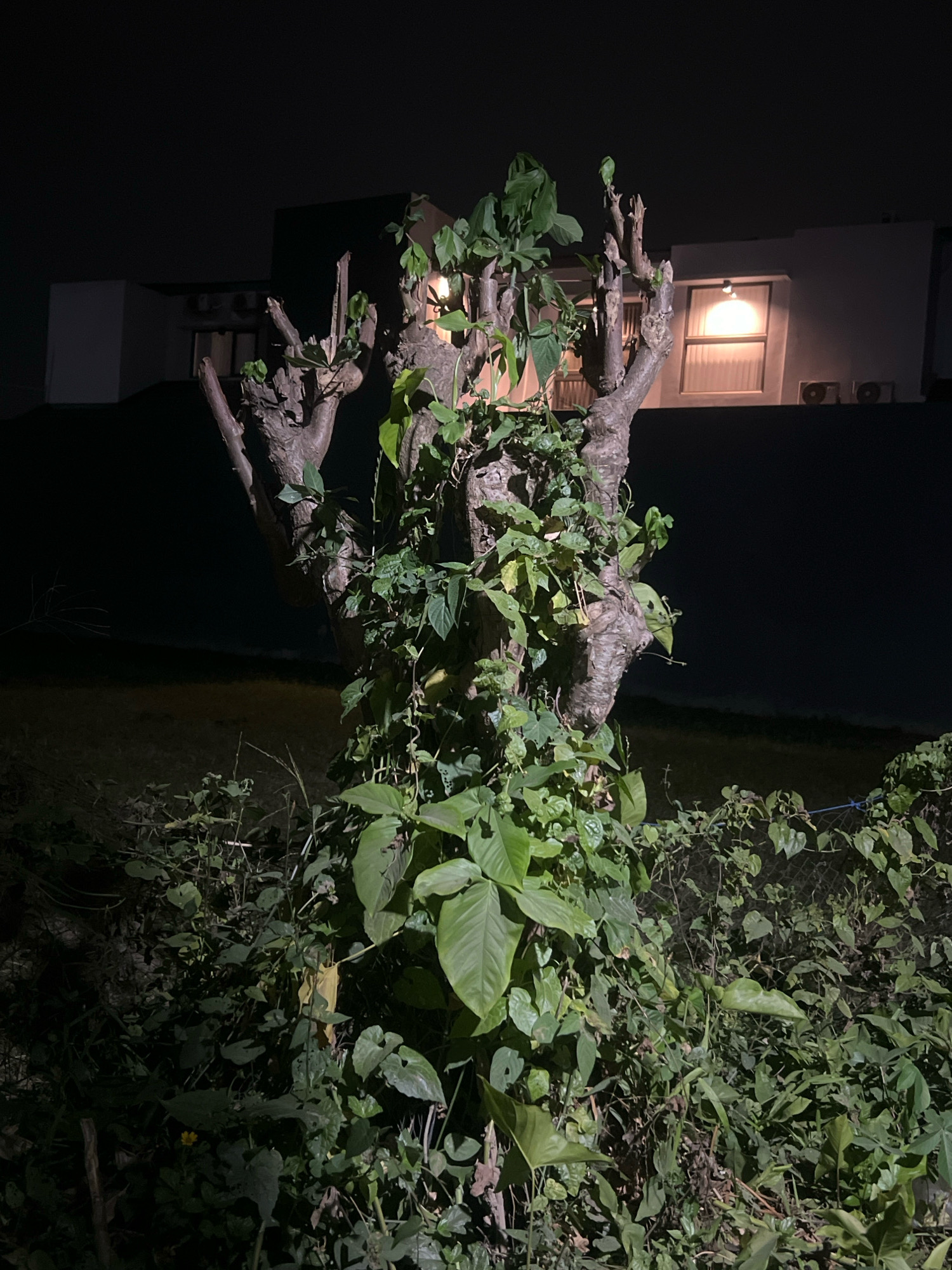 The image shows a tree covered in vines at night. The tree is thick and appears to have been pruned, with several branches extending upwards. The vines are lush and green, obscuring much of the tree trunk. In the background, there is a building with a lit window and two air conditioning units mounted on the exterior. The overall environment appears to be a yard or garden adjacent to a residential area in Tlogoadi, Indonesia. The lighting is dim, with the primary light source appearing to be the window in the background and possibly a nearby streetlight. There are no people or animals visible in the image. The ground is covered with vegetation and some fallen leaves. The sky is dark, indicating it is nighttime.