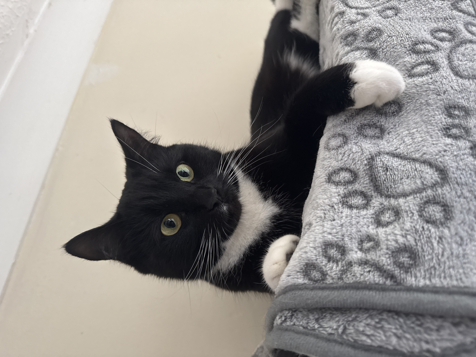 A black and white tuxedo cat is clinging to a gray, plush blanket with a leopard-print pattern. The cat's head is oriented downwards, and it is looking directly at the viewer with yellow-green eyes and long white whiskers. Its white paws are visible as it grips the blanket. The background is a plain, off-white wall. The location cannot be determined as Desborough, United Kingdom, due to the lack of contextual details.
