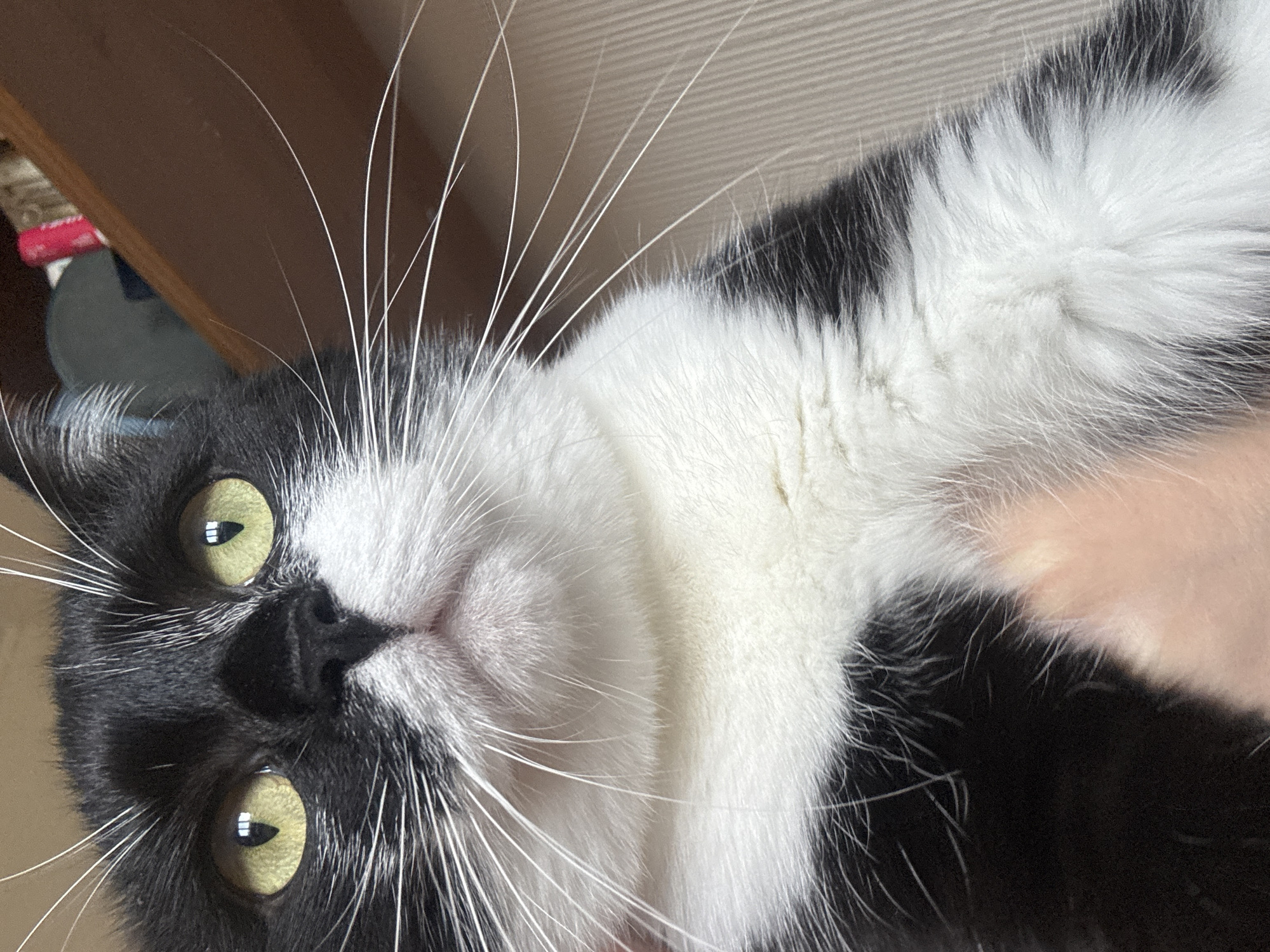 The image presents a close-up, upward-angled view of a black and white domestic cat (Felis catus), typically known as a tuxedo cat. The cat is lying on its back or side, looking directly at the viewer with a curious and calm expression. Its most striking features are its large, bright yellow-green eyes with narrow, vertical black pupils, which reflect ambient indoor lighting.
The cat has a black nose and prominent black markings that frame its eyes and extend across its forehead and down to its chin, contrasting sharply with the white fur on its muzzle, cheeks, and chest. A dense array of long, white whiskers extends outwards from its face. Its fur appears thick and well-groomed, showcasing the distinct black and white patches. A subtle hint of pale human skin is visible beneath the cat's fur on the right side of the image, suggesting the cat is resting on a person. The background is largely out of focus, revealing blurred warm brown tones, consistent with wooden furniture or a wall, and some lighter, textured areas. There is no visible text in the image.