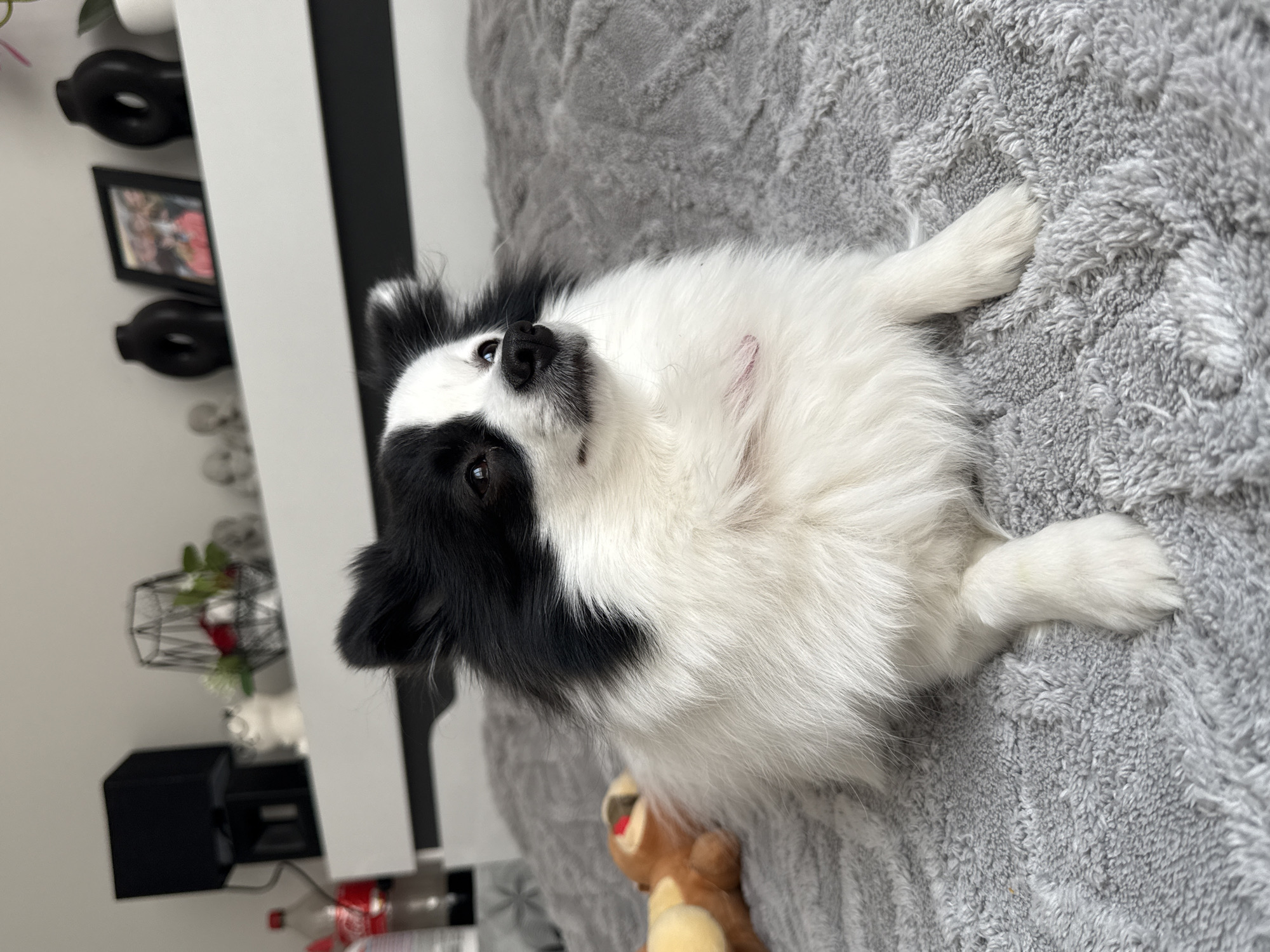 A medium shot captures a black and white long-haired dog lying on a gray, textured blanket. The dog is positioned in the center of the frame, with its head slightly tilted upwards. The dog's fur is predominantly white, with patches of black around its eyes and ears. The blanket beneath the dog has a deep pile texture.
In the background, to the left of the dog, a white structure with black vertical lines is visible. On the structure, there are several decorative items, including black donut-shaped objects, a framed picture, and a wire basket containing red and white flowers. Below these, a black speaker is present, followed by a partially visible red Coca-Cola bottle. The location, Stara Zagora, Bulgaria is not discernible in the image.