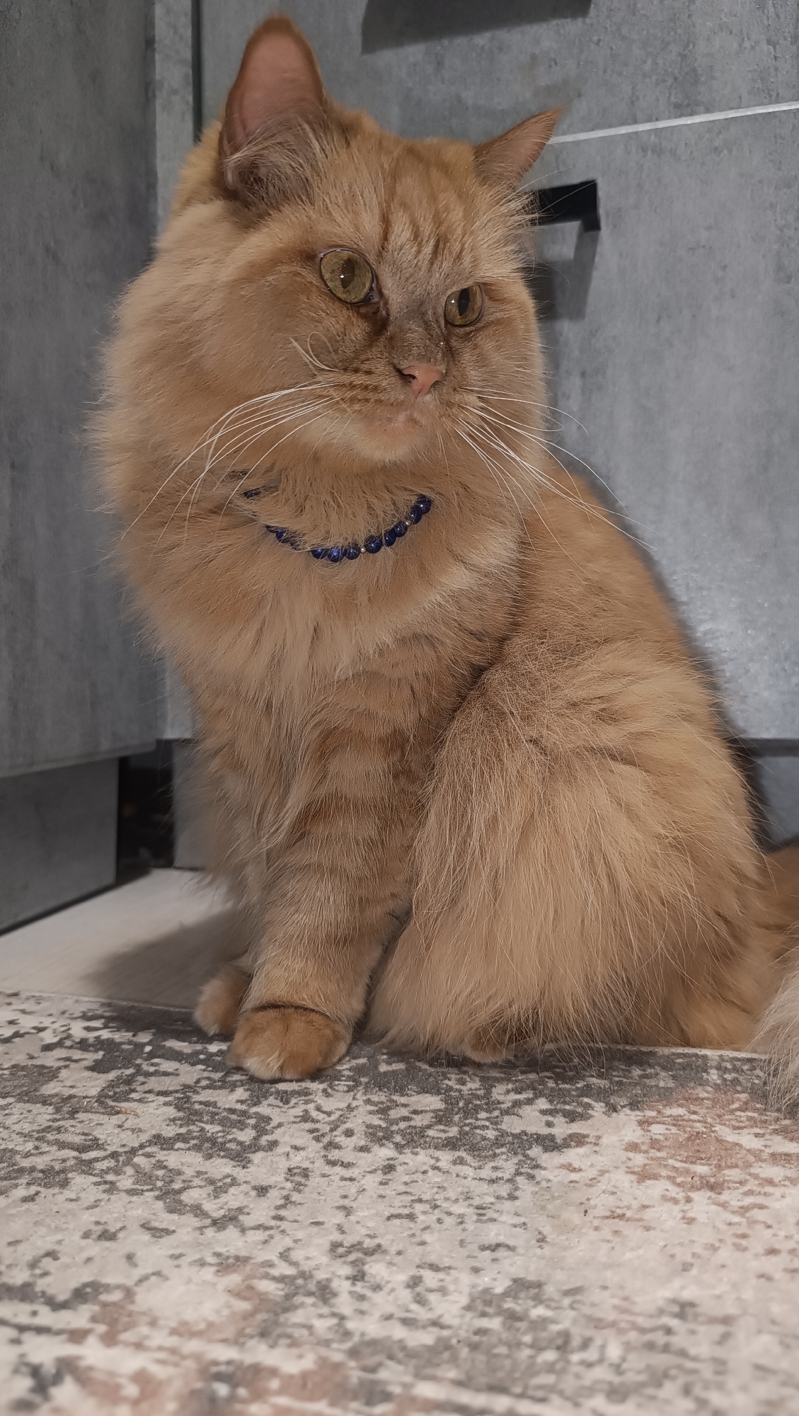 A long-haired ginger cat with green eyes is sitting on a patterned rug. The cat is wearing a blue beaded collar. The background consists of a grey tiled wall. The cat is facing to the right, with its head turned slightly towards the viewer. This scene is likely indoors, and the location in the city of Chaikovsky, Russia, is not visually determinable from the image.