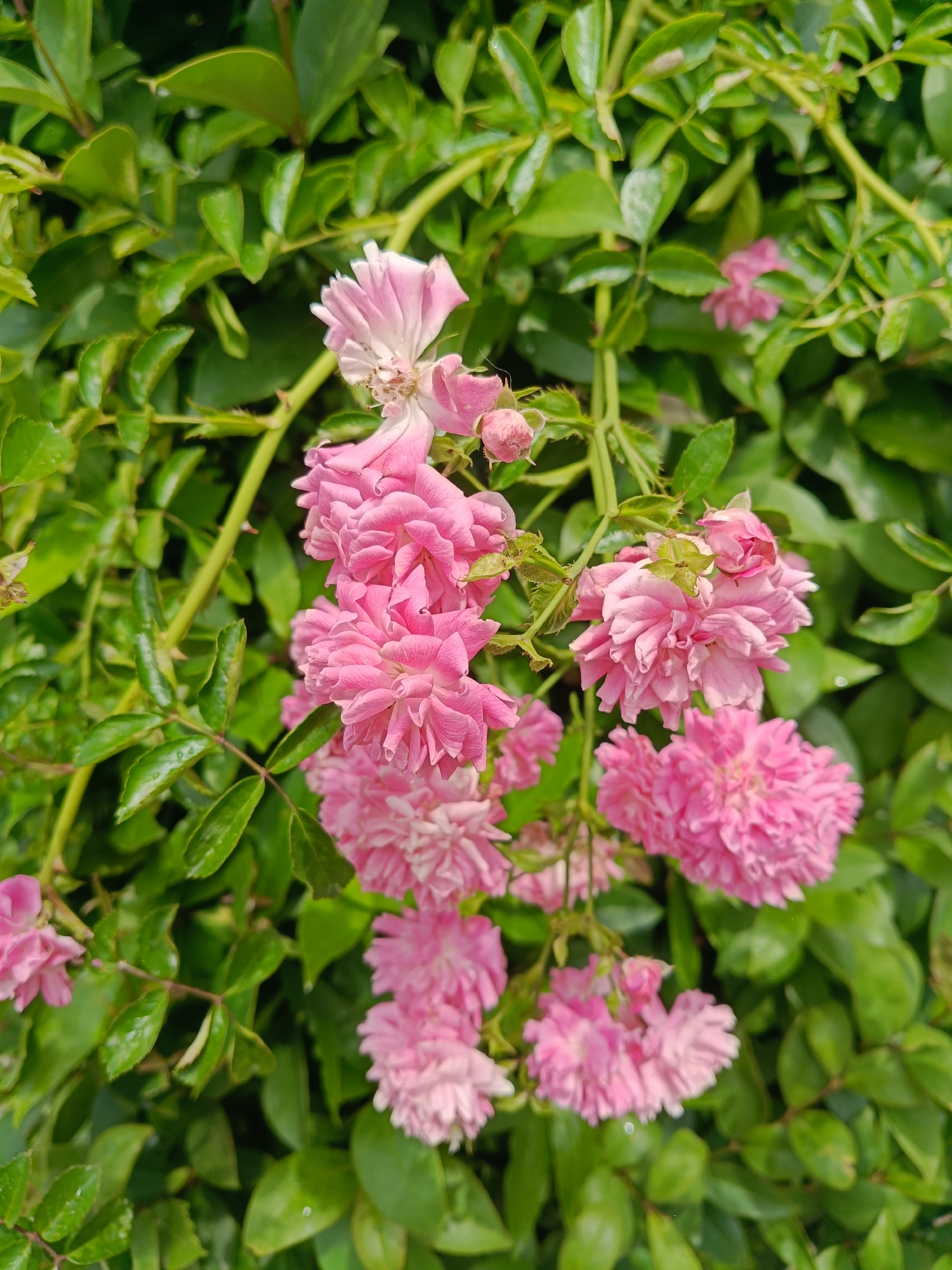 The image displays a close-up view of a cluster of small pink roses and their green foliage. The roses are in various stages of bloom, with some fully open and others appearing as buds. The leaves are a vibrant green and appear to be slightly damp, possibly from recent rain or dew. The background consists of more dense green foliage, suggesting the roses are part of a larger bush or hedge. The lighting indicates it is daytime, with soft sunlight illuminating the scene. There are no people, animals, or man-made objects visible in the image. The provided location context of Oryol-Izumrud, Russia, is not visually verifiable from the image itself.