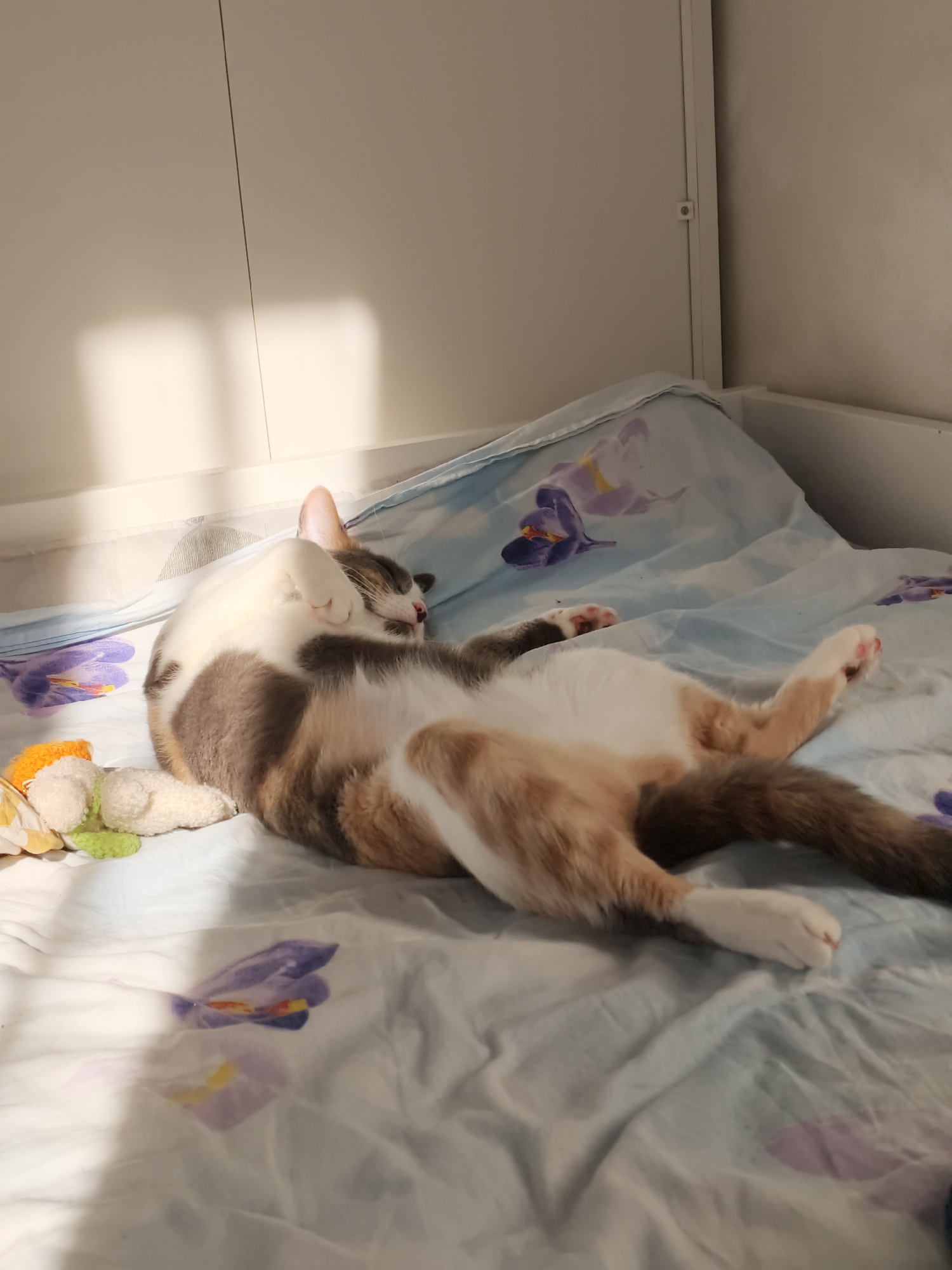 A calico cat with white, gray, and orange patches is sleeping on a bed with light blue sheets patterned with purple flowers. The cat is lying on its back, with its legs splayed out and one paw covering its face. Next to the cat is a small white stuffed toy with green and orange accents. The bed is positioned against a white wall, with sunlight casting shadows through what appears to be blinds onto the wall and the bedding. The scene is indoors, likely in a bedroom. The location is not specified in the provided information.