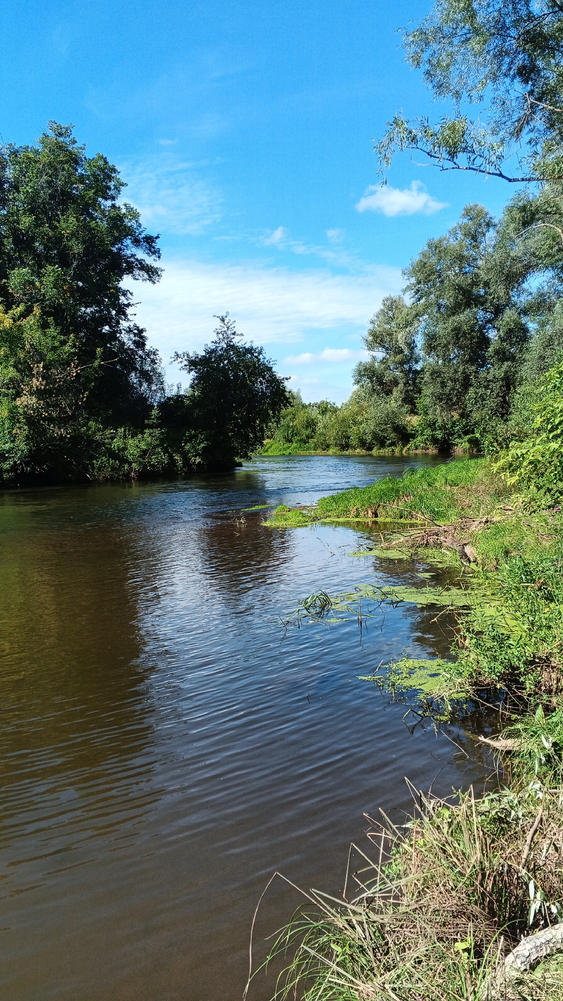 An outdoor vertical shot captures a calm river flowing through a lush, green landscape under a bright blue sky dotted with white clouds. The river occupies the majority of the frame, with its dark water reflecting the surrounding trees and sky. Dense green foliage lines the riverbanks, with trees extending into the upper corners of the image, their leaves casting shadows on the water. Some aquatic plants, appearing as green mats, float on the surface of the river, particularly along the right bank. The scene suggests a tranquil, natural setting in Timeevo, Russia. There are no people or discernible actions depicted in the image.