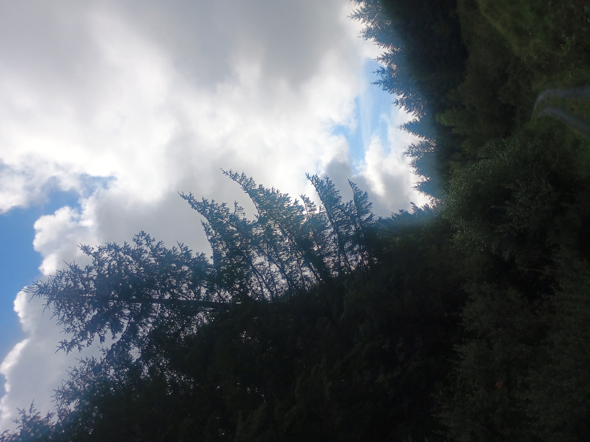 An overcast sky with patches of blue and bright white clouds looms over a dense forest. Tall evergreen trees, silhouetted against the sky, dominate the left side of the frame, their branches reaching upwards. In the distance, a line of smaller evergreen trees forms the crest of a hill. The foreground is a dark, overgrown forest floor with a narrow, winding dirt path leading into the trees. The path is barely visible, suggesting it is overgrown and rarely used. The overall mood is somber and mysterious.