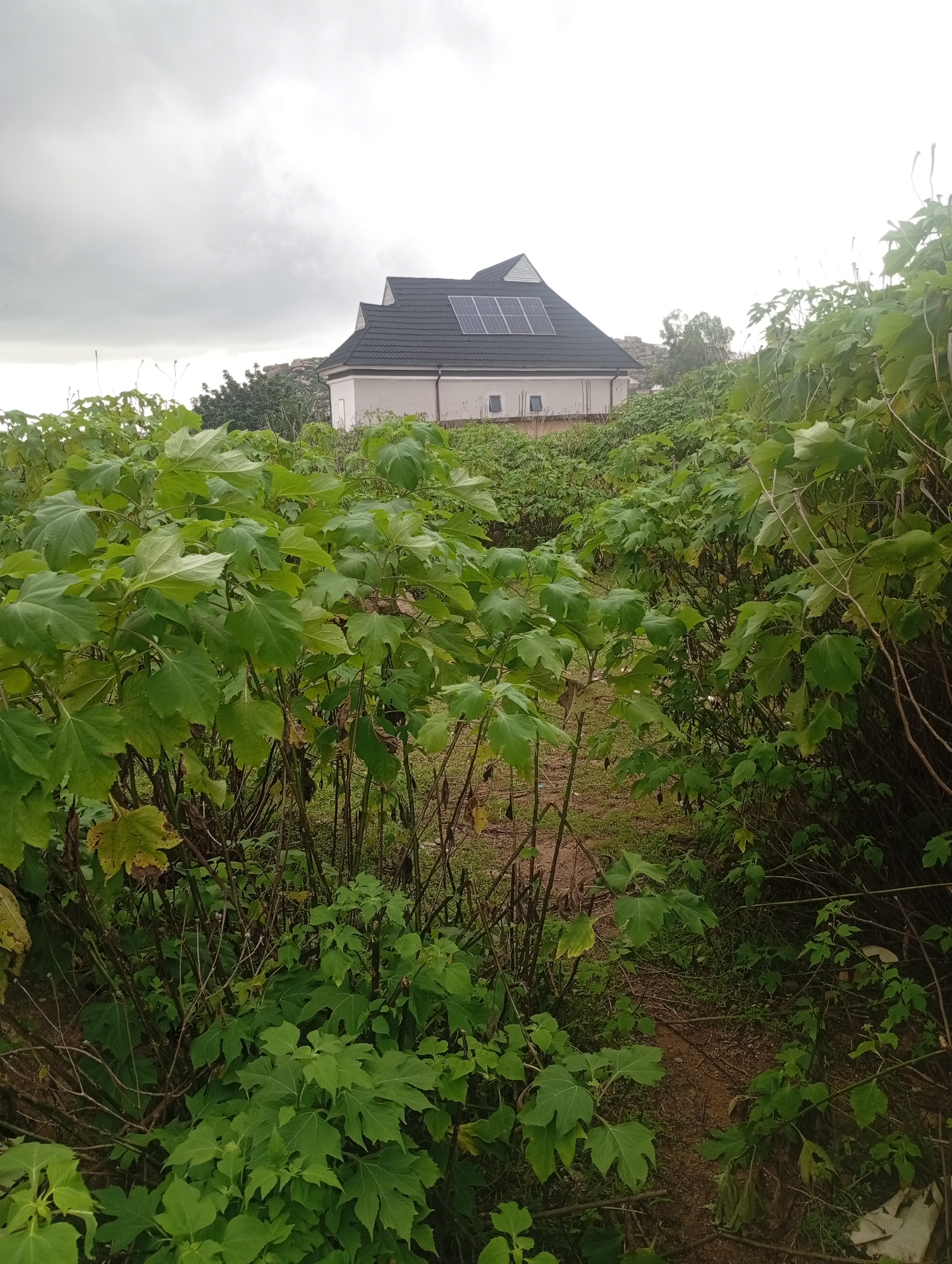 A low-angle, full shot captures a dense, overgrown thicket of large-leafed green plants dominating the foreground. A narrow dirt path winds through the foliage, leading towards a two-story building situated on a gentle incline in the background. The building features a dark, pitched roof with solar panels, light-colored walls, and several small, rectangular windows. The sky above is overcast and cloudy. The scene appears to be located in Jos, Nigeria, possibly in a residential or rural area with a focus on nature.