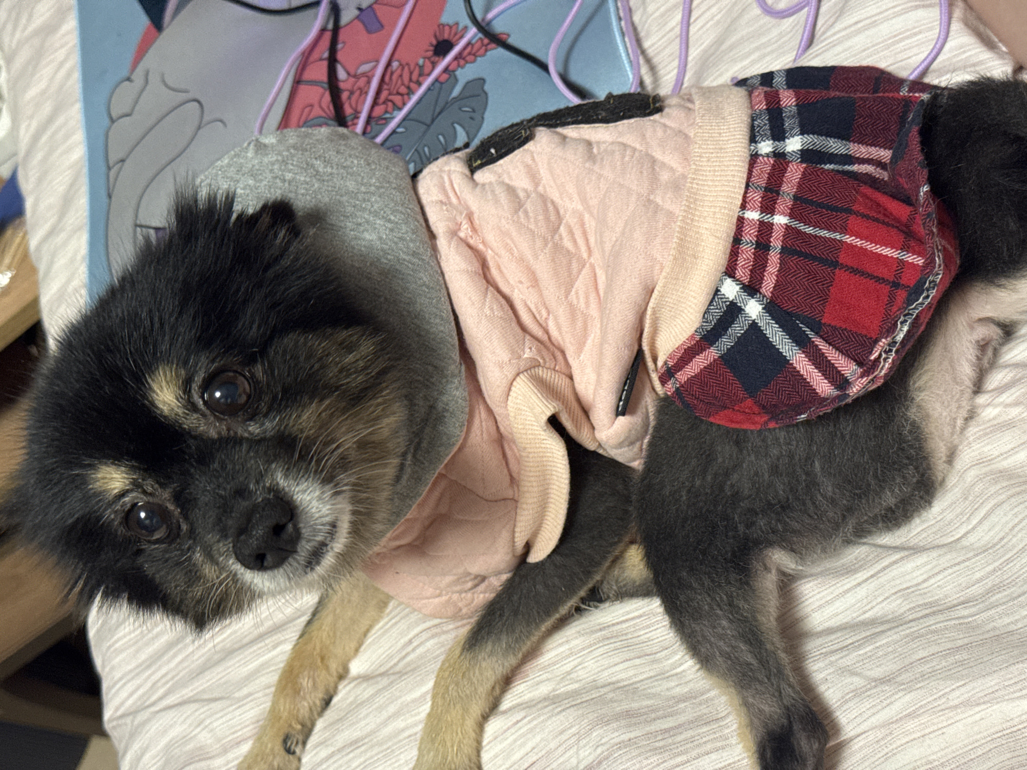 A medium-shot photograph shows a small dog lying on a bed. The dog is wearing a pink quilted jacket with a grey hood, and a red and blue plaid skirt. The dog has black and tan fur and is looking towards the camera with its head slightly tilted. The bed is covered with a pink and white striped sheet. In the background, a portion of a blue and pink patterned mat or cushion is visible, with some purple cords lying on it. The scene appears to be indoors, in a domestic setting within the city of Gölbaşı, Turkey.