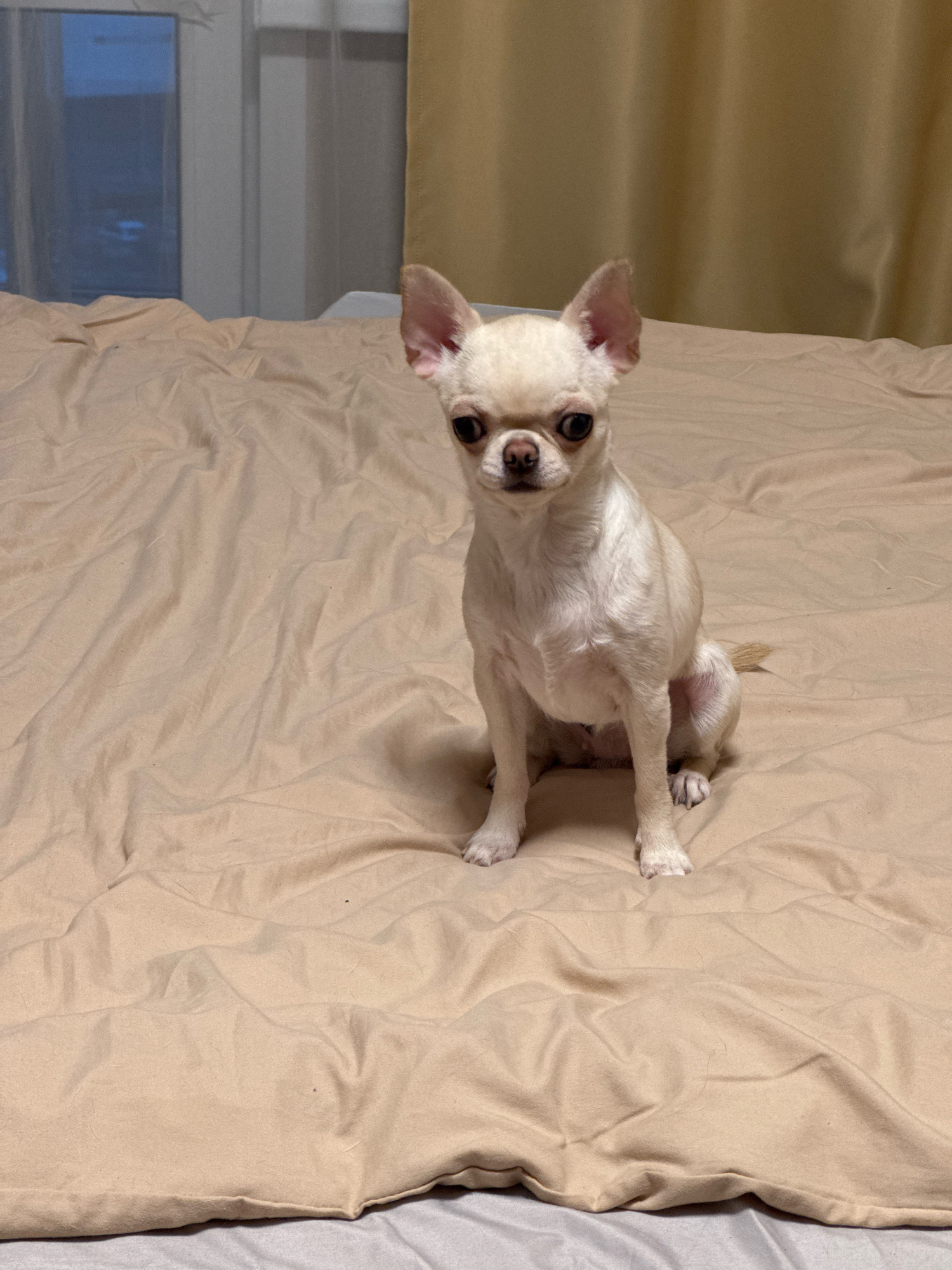 A pale fawn chihuahua is sitting on a beige-colored, wrinkled duvet in a bedroom. The dog is facing forward, looking at the camera with its large, dark eyes. Its ears are perked up, and its tail is curled up and resting on its back. The background of the image shows a window with sheer white curtains and a beige curtain. There is a hint of a light fixture visible on the left side of the window. The overall impression is of a domestic scene, likely in a home.
There is no specific information in the image that indicates the location is in Novosibirsk, Russia.