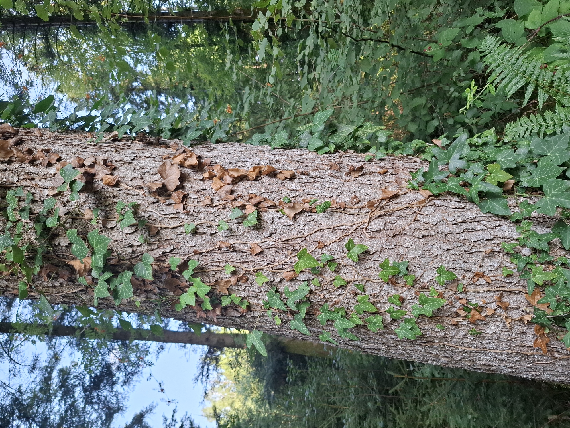 A close-up, vertical shot showcases the textured bark of a mature tree trunk, which is partially covered by climbing ivy. The ivy exhibits a mix of vibrant green leaves and dried, brown foliage, indicating seasonal changes or the plant's growth pattern. The tree stands in a forest environment, with lush green foliage and the trunks of other trees visible in the background, suggesting a natural, wooded setting. The lighting appears to be natural daylight, casting subtle shadows and highlighting the textures of the bark and leaves. The image was taken in the municipality of Eschenbach, located in the canton of Lucerne, Switzerland.