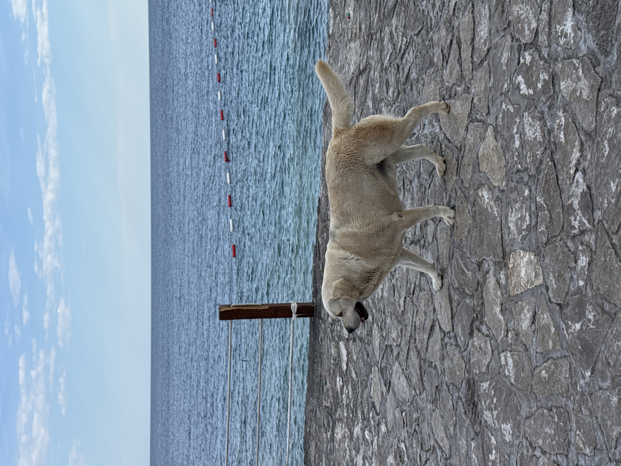 A dog stands on a stone walkway near the sea in Seoca, Montenegro. The sea is in the background with red and white buoys marking a boundary. A wooden post is secured with ropes near the water's edge. The sky is partially cloudy.