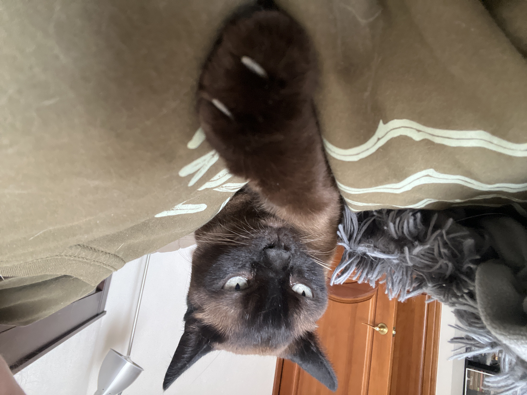 A brown Siamese cat is visible, hanging upside down. The cat's dark brown paw with visible claws is close to the camera. The cat's face is visible with light blue eyes and dark brown fur. Part of a light brown blanket is visible in the background. A gray furry blanket is visible in the background, along with a brown wooden door. A portion of a white wall and a lamp are in the background. There is no evidence to support the presence of Novosibirsk, Russia.