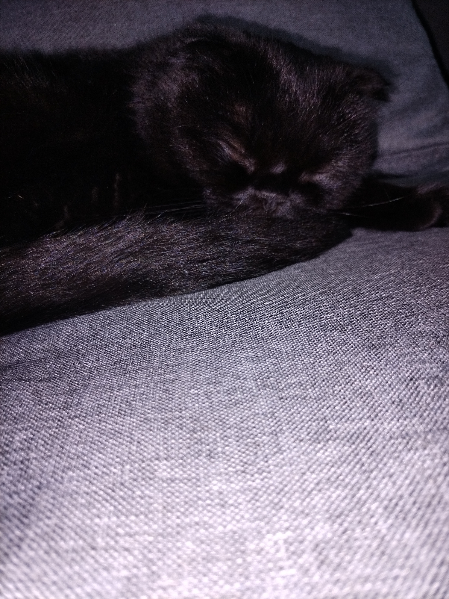 A black cat sleeps on a gray textured surface. The cat's head is turned away from the camera, with its eyes closed and its face partially buried in its fur. Its tail is visible, extending to the left of the frame. The surface beneath the cat appears to be a couch or cushion, with a visible fabric weave. The lighting is dim, casting shadows on the cat's fur.