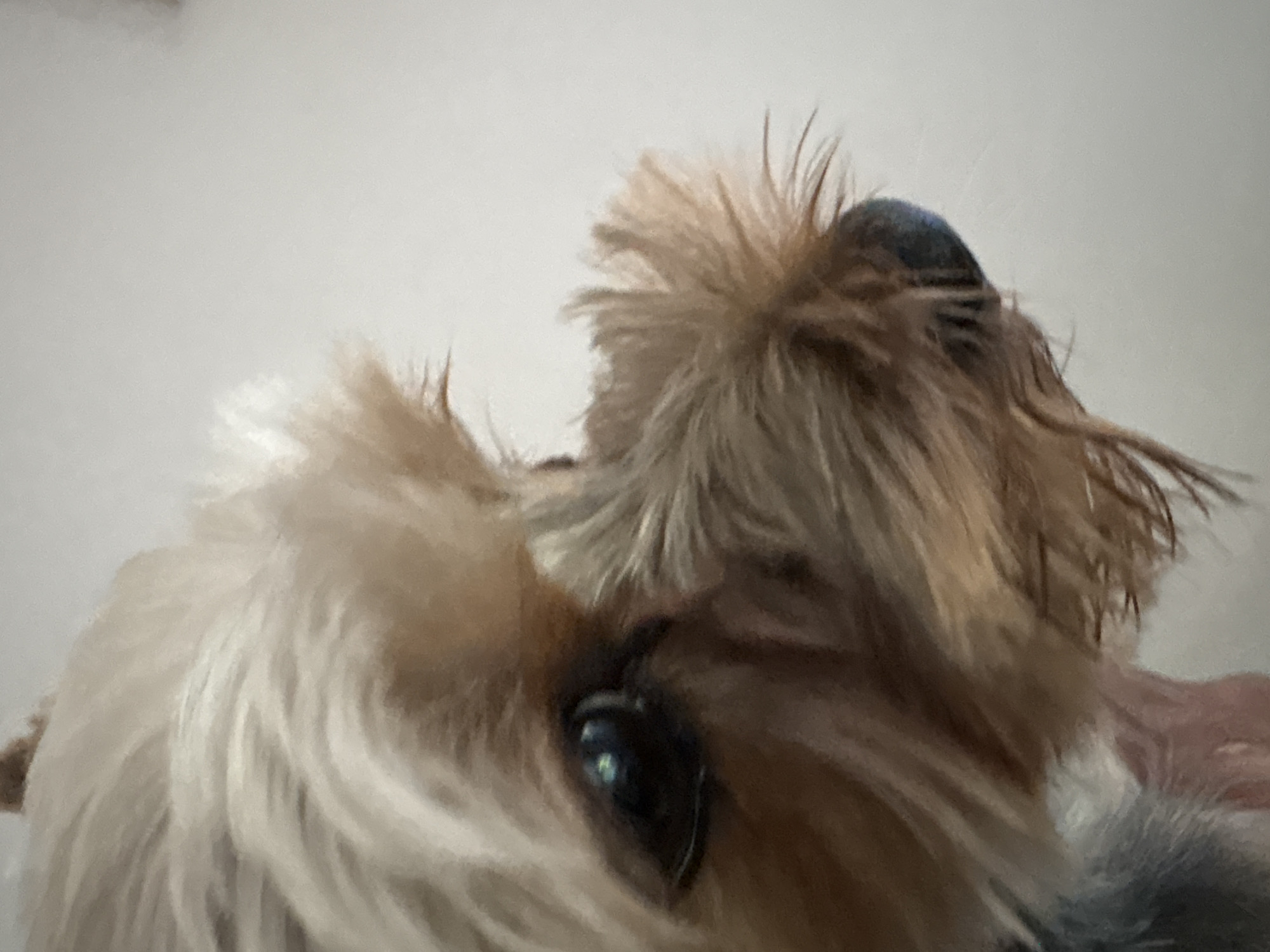 A close-up, low-angle shot captures the head and face of a small, fluffy dog. The dog's fur is a mix of light brown, white, and golden hues. One dark eye is visible, reflecting light. The ear is covered in shaggy fur that sticks up, and the background is a plain white surface. There is no indication of the image being in Plovdiv, Bulgaria.