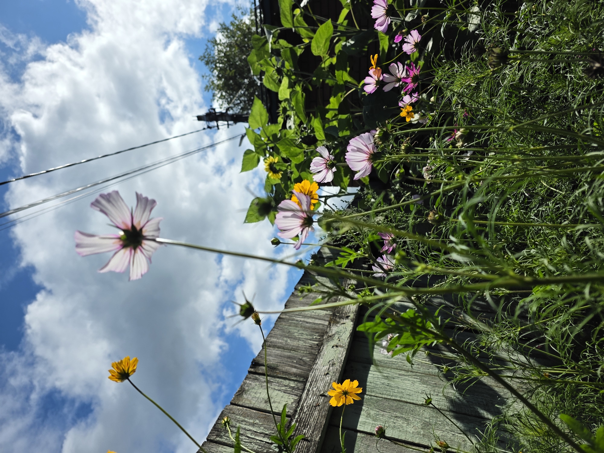 A low-angle, eye-level medium shot captures a garden scene with various flowers and a weathered wooden fence under a cloudy sky. In the foreground, tall, thin green stalks of plants with feathery leaves dominate the lower portion of the frame. Several cosmos flowers are visible, with one prominent white and pink flower in the center, viewed from underneath its petals, its stem extending upwards towards the sky. To the left of this central flower, a bright yellow cosmos is depicted, also viewed from below, with a long, slender stem. A weathered, teal-colored wooden fence runs horizontally along the left side of the image, showing signs of age and peeling paint. Further into the background, more cosmos flowers in shades of pink, purple, and yellow are scattered among lush green foliage. Above the fence and foliage, the sky is a vibrant blue, dotted with fluffy white clouds. Power lines and a utility pole are visible against the sky in the upper right portion of the image, suggesting an urban or suburban setting. The overall scene depicts a natural, slightly overgrown garden juxtaposed with elements of infrastructure. The specific location of Речицы, Russia, is not visually indicated in the image.