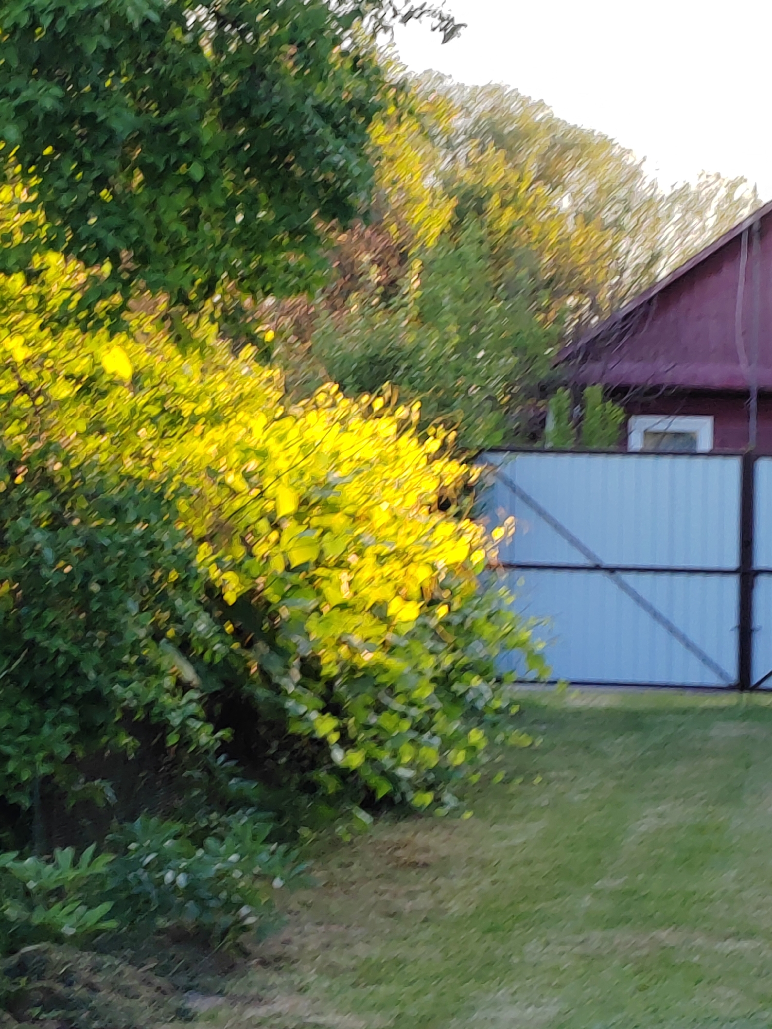 This is a photograph of a rural outdoor scene, likely in Belarus. The main subjects are a cluster of green trees and bushes in the foreground, with bright sunlight illuminating some of the leaves, giving them a yellowish-green hue. Behind the foliage, a light blue corrugated metal fence is visible, with dark metal supports. To the right of the fence, the corner of a red-roofed building with a white-trimmed window can be seen. The background consists of more trees and foliage, suggesting a natural or semi-rural setting. The grass in the foreground is green and appears to be a lawn or pasture.
The lighting suggests it is either early morning or late afternoon, with the sun casting a warm glow on the vegetation. There are no people or animals visible in the image. The overall impression is one of a tranquil, possibly residential, outdoor space. The fence and building imply human habitation, while the abundant greenery points to a natural environment. There is no visible text in the image.