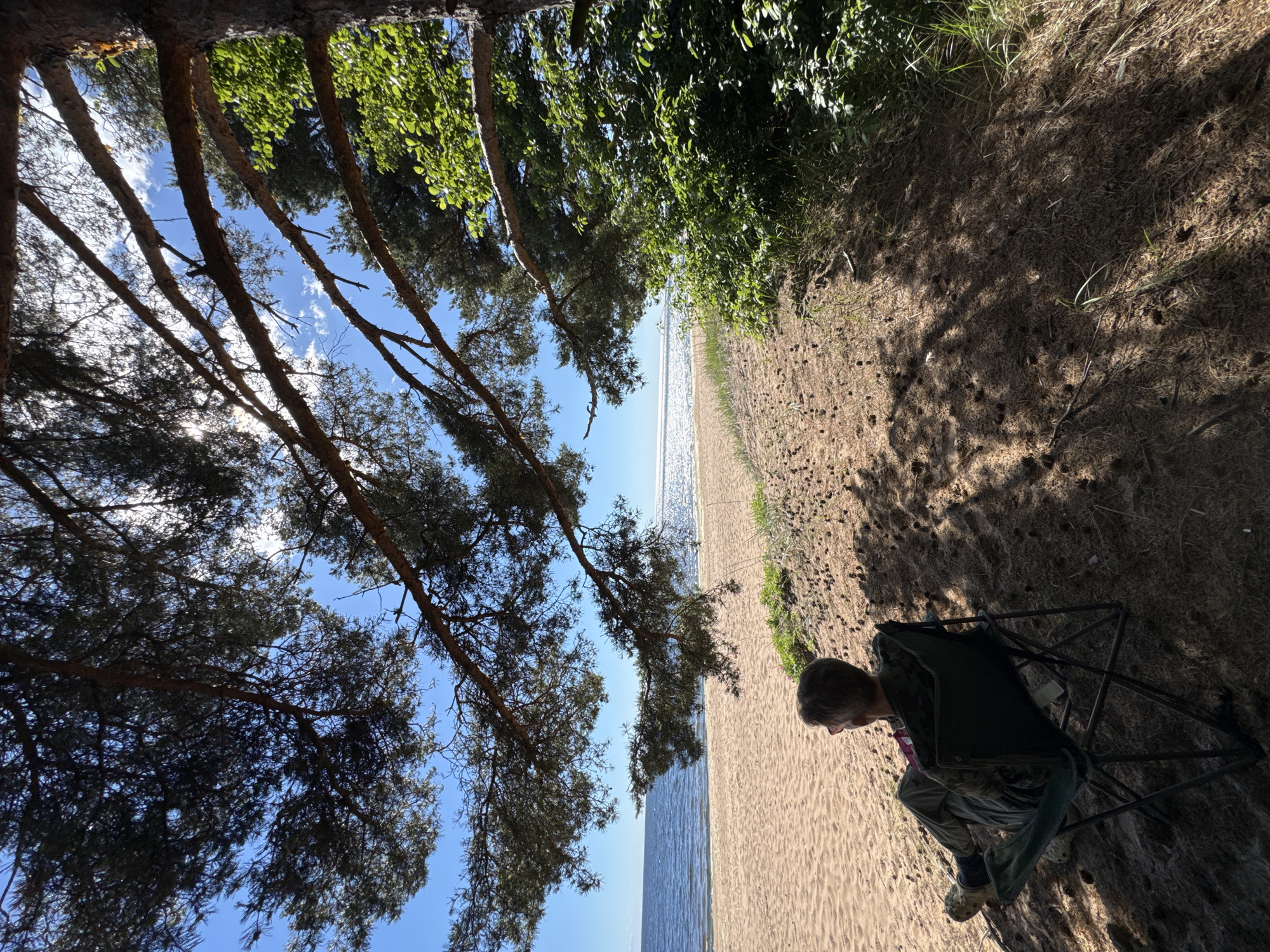 An individual is seated in a dark green foldable chair on a sandy beach in Zelenaya Roshcha, Russia. The person is viewed from behind, wearing camouflage-patterned clothing and light-colored shoes. They are facing a body of water, which appears to be a bay or sea, under a bright blue sky with scattered clouds. The water's surface reflects the sunlight, creating a shimmering effect. The beach is composed of light brown sand, with sparse dry grass and pinecones scattered on the ground. The foreground is dominated by the dappled shade of pine trees, with branches extending from the right side of the frame. Dense green foliage is visible to the right of the beach, partially obscuring the view of the trees. The overall scene suggests a peaceful, sunny day at the coast.