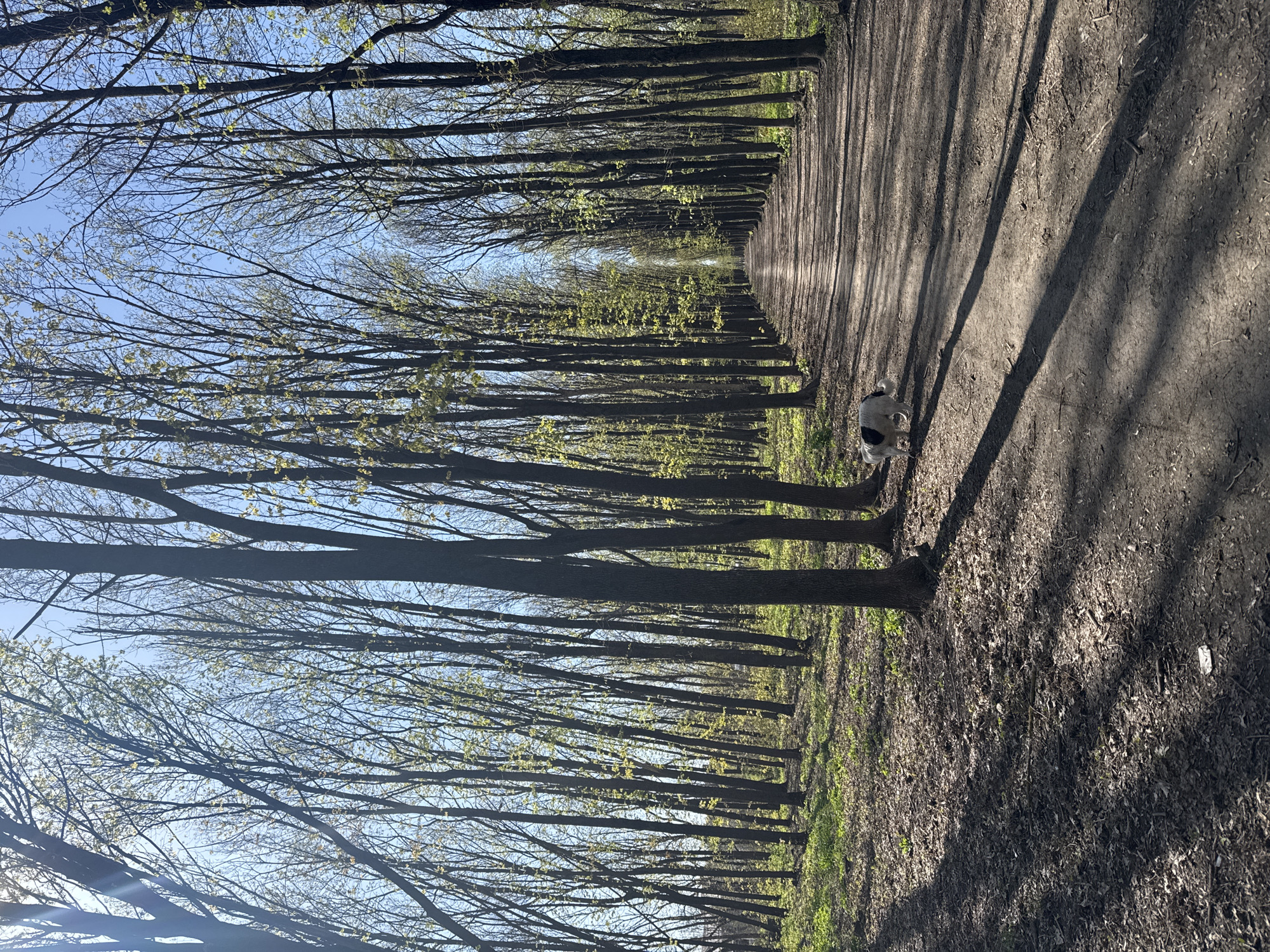 The image displays a picturesque, tree-lined avenue or path, likely situated within a park or forest in Rostov-on-Don, Russia. The scene captures an early spring day, with tall, slender deciduous trees bordering both sides of an unpaved dirt path. Their branches, still mostly bare, are adorned with small, vibrant green leaves just beginning to unfurl, signaling the new season.
The path, covered with dry leaves and soil, stretches into the distance, narrowing at the vanishing point and drawing the viewer's eye. A clear, bright blue sky is visible through the tree canopy. Strong sunlight bathes the scene, casting long, diagonal shadows of the tree trunks across the path, suggesting either early morning or late afternoon.
In the mid-ground, on the right side of the path, a small dog with white fur and black markings is seen walking, seemingly enjoying a stroll. The overall impression is one of tranquility and natural beauty, highlighting the peaceful transition into spring. No text is visible in the image.