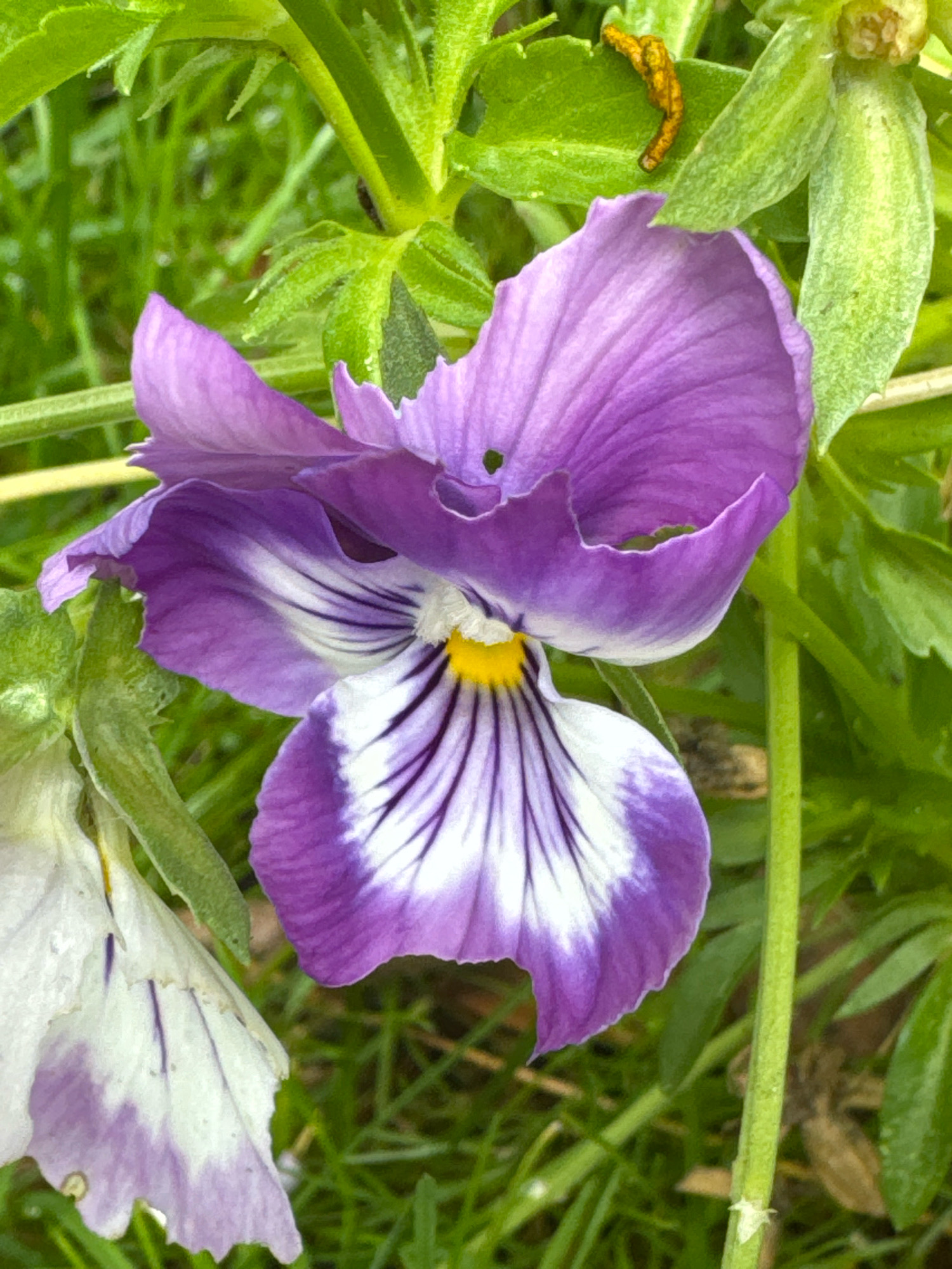 The image is a close-up, eye-level shot of a purple and white pansy flower in bloom, with a second, faded white pansy partially visible to the left. The pansy in focus displays deep purple upper petals and lower petals that transition from purple to white, marked by delicate black veins radiating from a yellow center. The petals have a slightly ruffled edge. Green foliage and blades of grass form the background, with some of the leaves appearing wet or dewy. A small, coiled, yellowish-brown insect or caterpillar is visible on a green leaf in the upper right portion of the image. The scene appears to be outdoors in a garden or natural setting. The location is identified as Ленинградская, Russia.