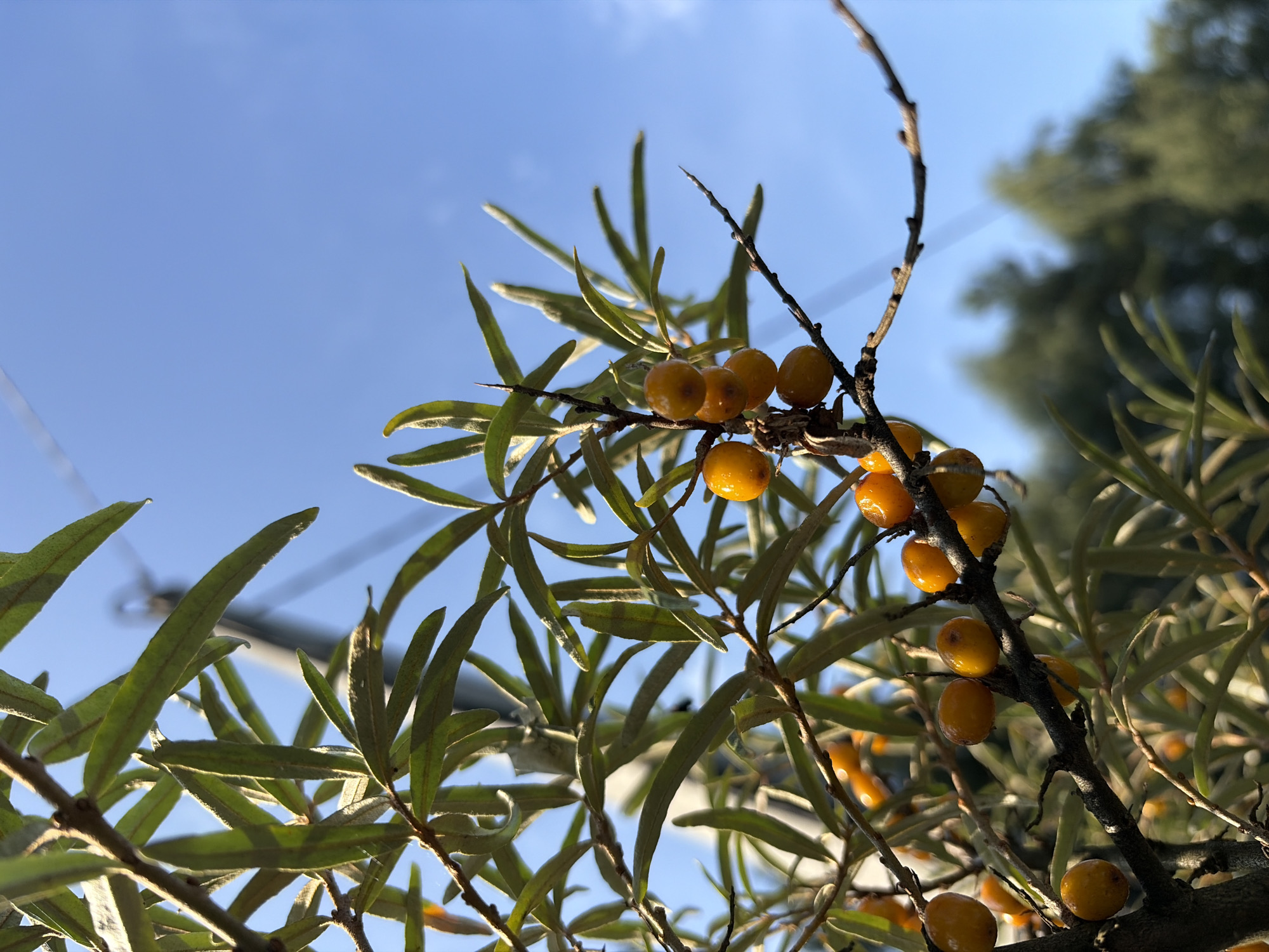 A close-up, low-angle shot captures a branch laden with ripe sea buckthorn berries under a clear blue sky. The berries are a vibrant orange-yellow and are clustered tightly along the branch, some catching the sunlight. The leaves of the sea buckthorn plant are long and slender, with a greyish-green hue. In the background, out of focus, are the tops of trees and a utility pole. The scene is likely located in Imeni Vorovskogo, Russia, given the context of the image. The overall impression is one of natural abundance and the approaching autumn season.
