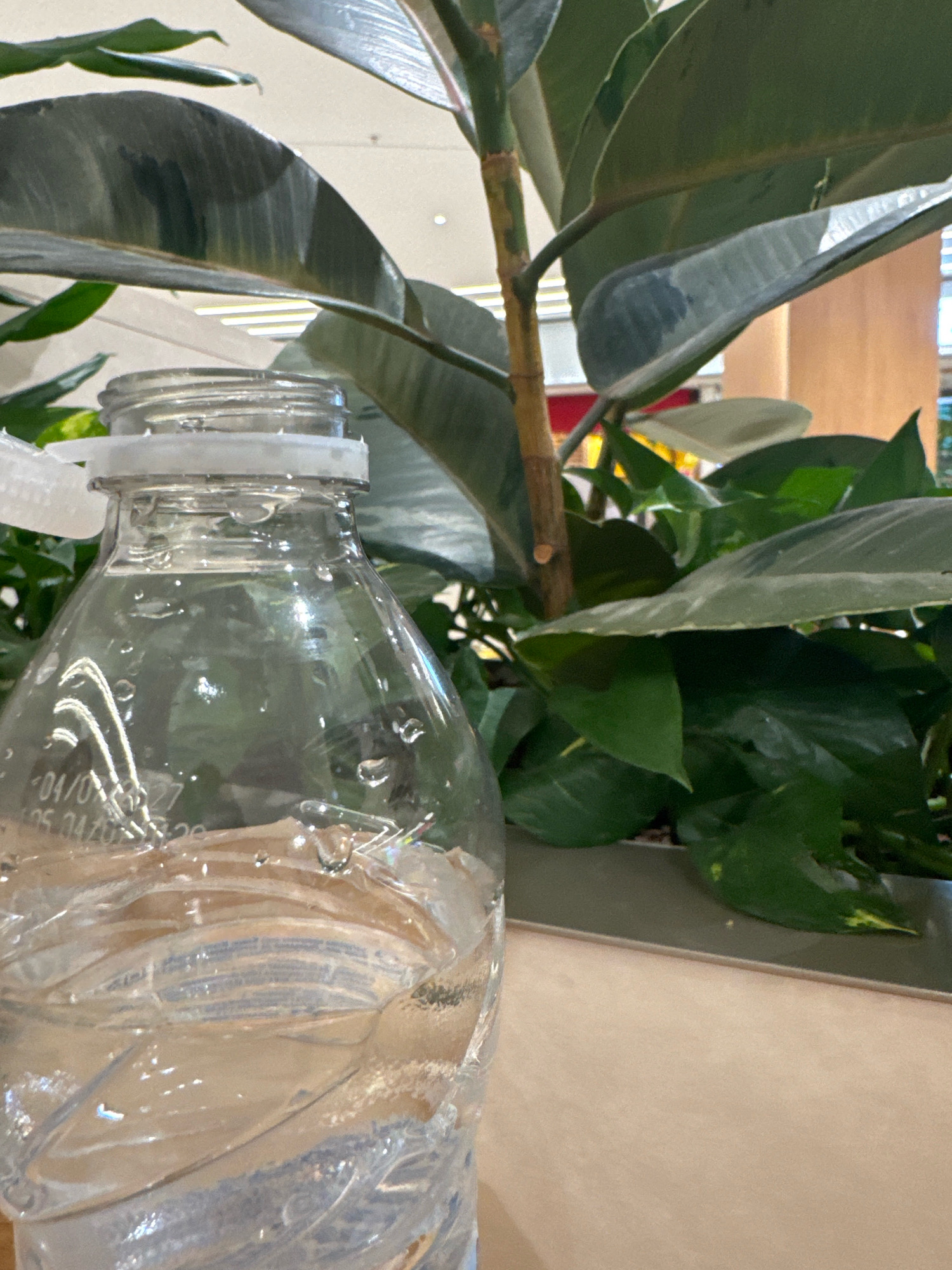 A close-up, low-angle shot focuses on the neck of a clear plastic water bottle, filled with water, positioned in the foreground. The bottle has a white plastic ring and a white plastic tab attached to the neck. The surface of the water inside the bottle shows ripples and small droplets clinging to the plastic. Behind the bottle, a large, leafy green plant is visible, with dark green leaves and a brown stem. The plant appears to be a Ficus elastica (rubber plant) and some smaller, lighter green leaves are also present in the background. The plant is set against a blurred background with hints of artificial lighting and a wooden-toned surface. The overall environment suggests an indoor setting, possibly a commercial space or an office, given the lighting and the planter. The photograph was taken in Sofia, Bulgaria.