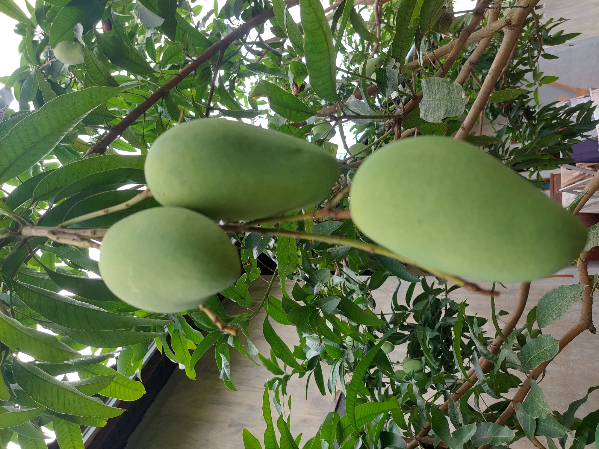 The image depicts a close-up view of a mango tree laden with unripe, green mangoes, photographed outdoors in Geulumpangsulu Barat, Indonesia. Three prominent mangoes are visible, hanging from branches amidst lush green foliage. The background reveals a textured, light-colored wall, possibly of a building, and hints of other vegetation. The lighting suggests an overcast day, with diffused light illuminating the scene. There are no people or animals in the frame. The overall impression is a natural, rural setting.