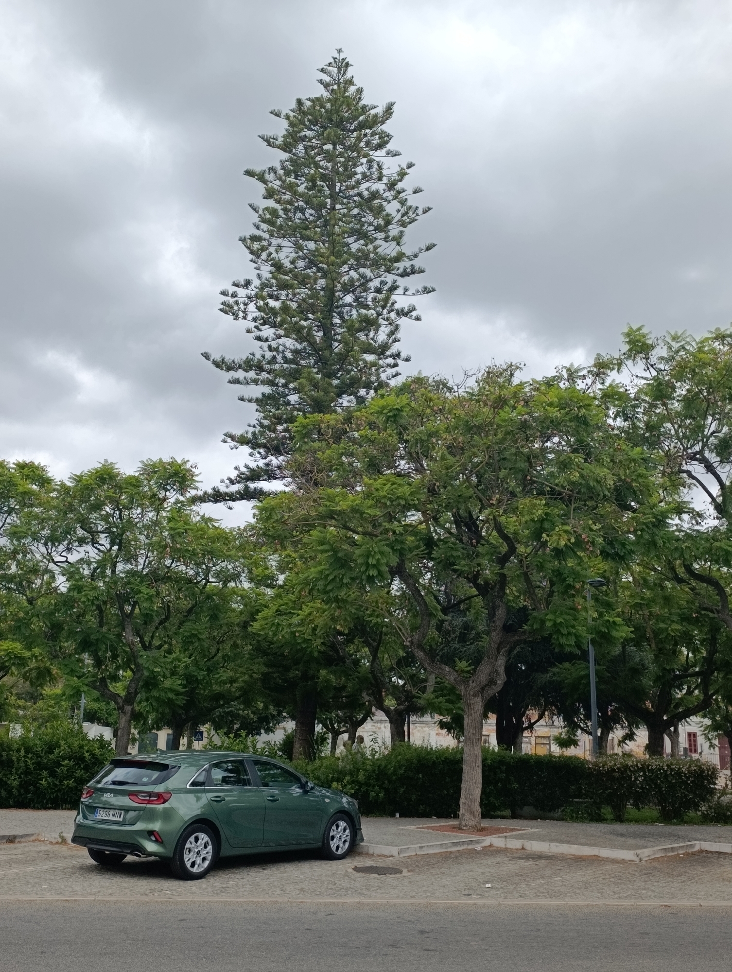 A green Kia Ceed is parked on a cobblestone street in Setúbal, Portugal, under a cloudy sky. The car is facing to the left of the frame. A very tall, narrow pine tree dominates the background, its branches reaching towards the sky. Lush green trees and bushes surround the parking area, and a few buildings are visible in the distance. The scene appears to be a quiet street or park area.