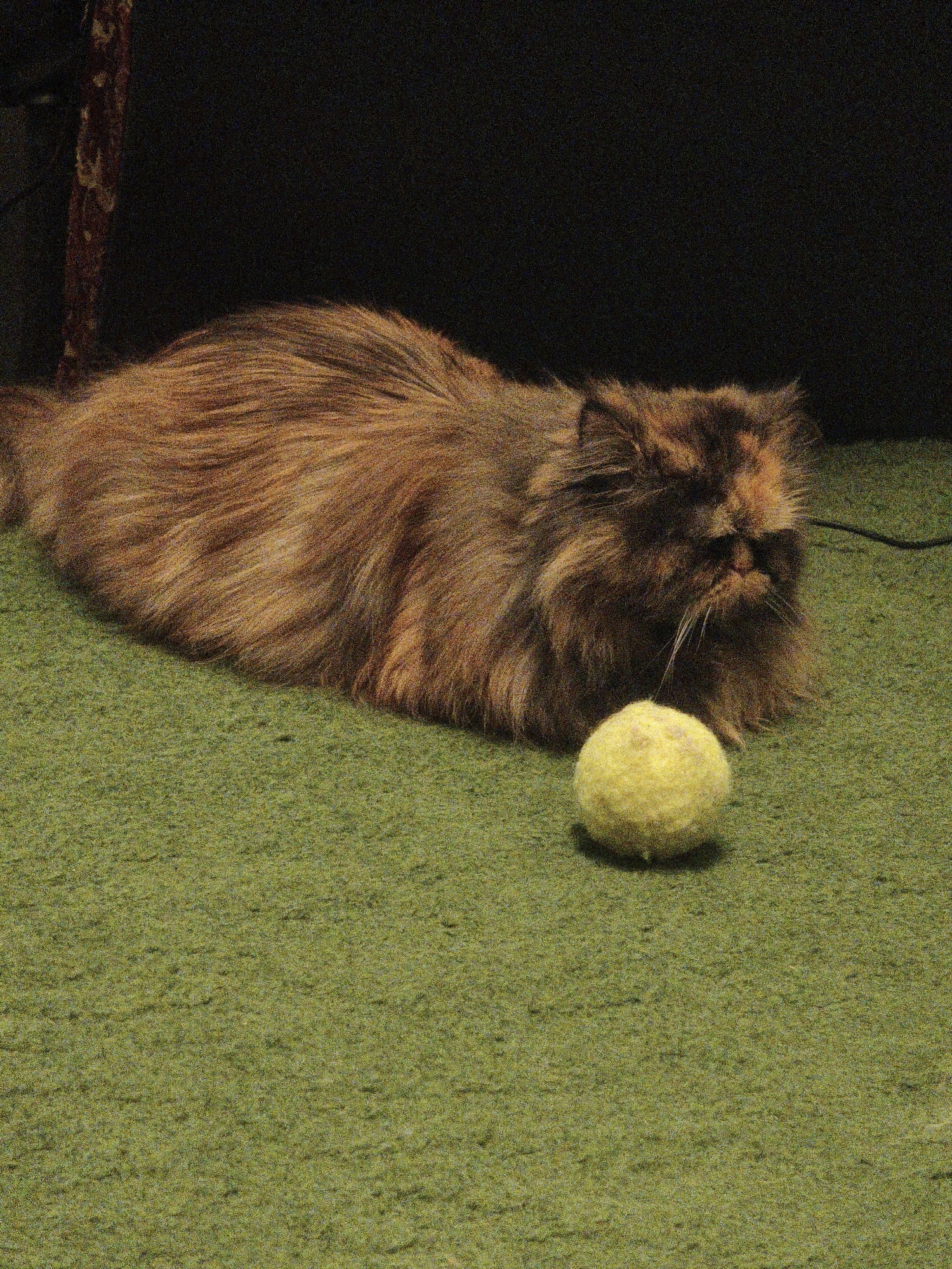 An adult Persian cat with mottled orange and brown fur lies on a green carpet. The cat is positioned to the left of a yellow tennis ball. The background is dark and out of focus, with a blurred object that appears to be a wooden leg of furniture on the far left. The scene is indoors, with no indication of a specific city or location. The lighting is dim.