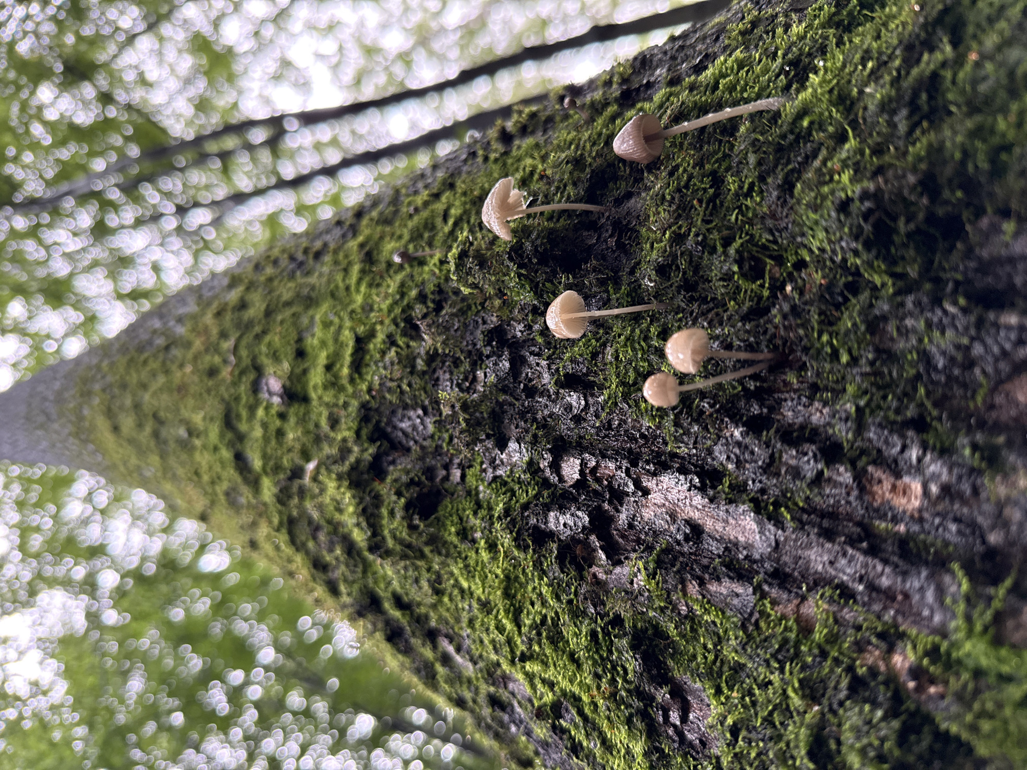 The image shows a close-up, low-angle view of a moss-covered tree trunk in the city of Rusanovo, Russia. Several small, pale mushrooms are growing on the trunk, interspersed with lush green moss. The bark of the tree is dark and textured. The background is blurred, showing the canopy of trees overhead with bokeh lights, suggesting an outdoor, forested environment. The scene is natural and undisturbed. There are no people or animals visible in the image.