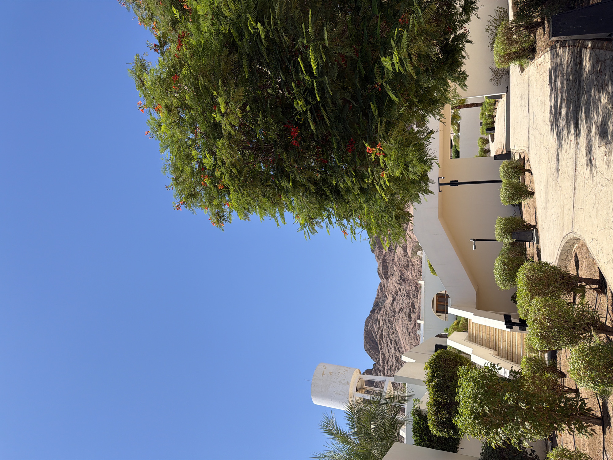 In Dahab, Egypt, a bright, clear blue sky dominates the upper portion of the image. To the right, a large tree with lush green foliage and scattered red flowers is in full bloom, its branches extending into the sky. In the mid-ground, a white, multi-level building with modern architecture features clean lines and white walls. A prominent set of outdoor stairs leads upwards to an arched doorway. Surrounding the building are neatly trimmed green bushes. To the left, a tall, white water tower stands against the backdrop of rugged, reddish-brown mountains in the distance. A palm tree with feathery fronds is visible near the water tower. The foreground consists of a paved walkway with a textured surface, casting shadows from the trees and structures.