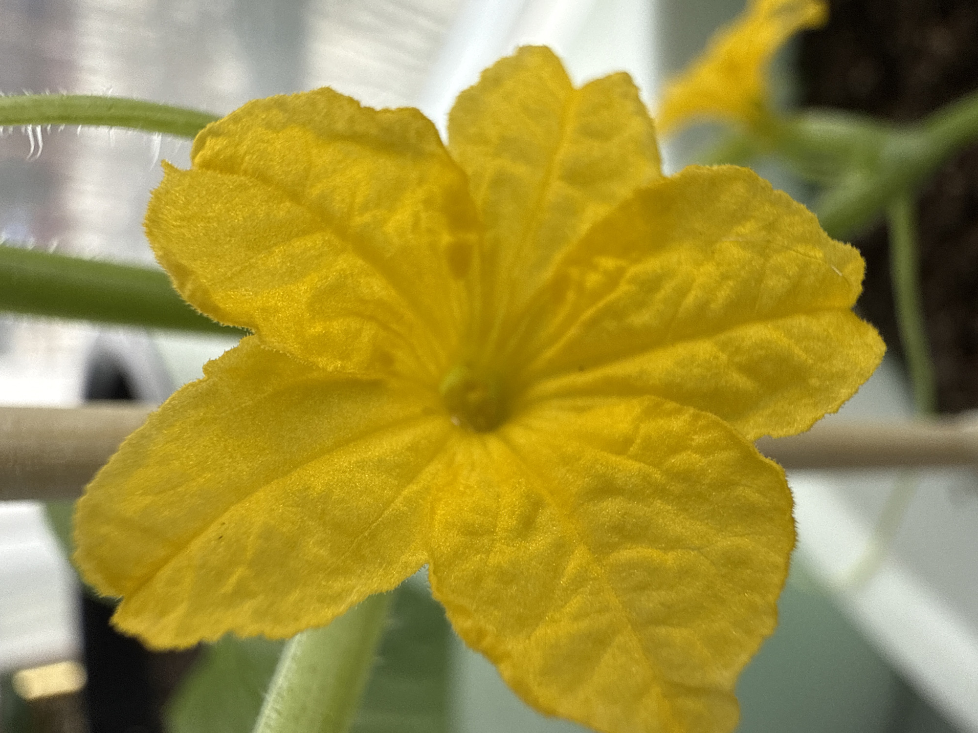 A close-up photograph captures a bright yellow flower, likely a cucumber blossom, with five petals. The petals have a velvety texture and slightly ruffled edges. The flower is positioned in the center of the frame. In the background, parts of the plant's green stem and leaves are visible, along with a blurred wooden support and a white surface. The overall impression is one of natural beauty and delicate detail. The location of Верхнеказымский, Russia is not relevant to the visual content of the image.