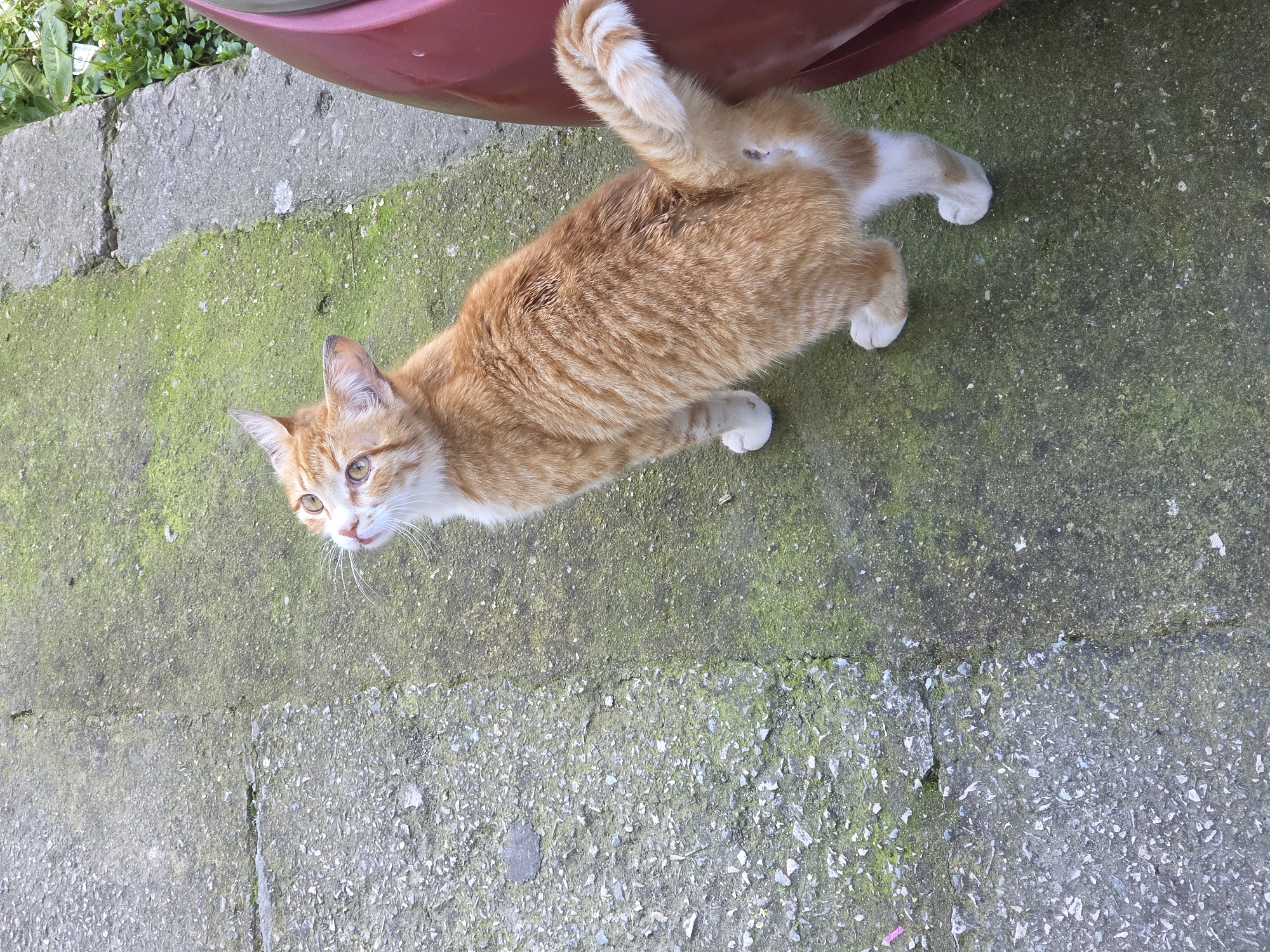 An orange and white tabby cat lies on a concrete surface, likely a sidewalk or driveway, partially obscured by a red object, possibly a car bumper. The concrete shows signs of wear and discoloration, with some areas exhibiting green moss or algae growth. The cat is looking up and to the left. The background includes vegetation and a portion of a red vehicle. The precise location in Varna, Bulgaria is not discernible from the image.