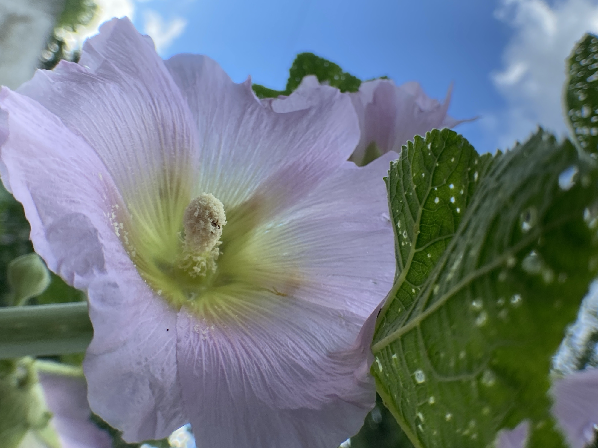 A close-up, low-angle shot shows a light purple hollyhock flower in bloom against a bright blue sky. The flower's delicate petals are unfurling, revealing a vibrant yellow and green center with a fuzzy, light-colored stamen. A large, green leaf with small water droplets is positioned above and to the left of the flower, obscuring part of the sky. The leaf has a serrated edge and visible veins. The background is dominated by a clear blue sky with scattered white clouds. The image appears to have been taken outdoors in a natural setting, possibly a garden, given the presence of the flower and foliage. The focus is on the intricate details of the flower and its immediate surroundings.