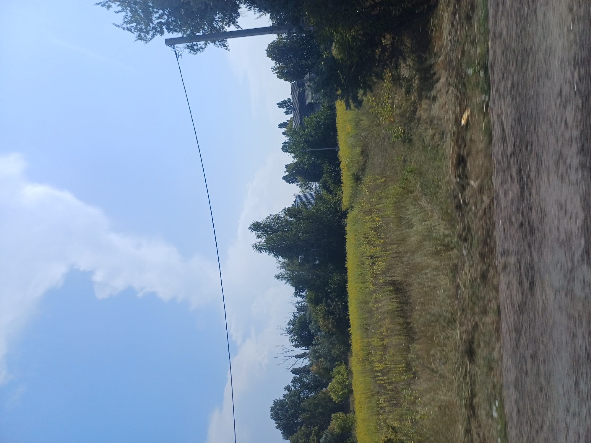 A sunny day in Kuchakiv, Ukraine, is captured in this horizontal, medium-distance shot. A vast field of yellow wildflowers dominates the lower half of the frame, giving way to a dense line of trees in the mid-ground. Behind the trees, a building with a grey roof is visible, suggesting a rural or semi-rural setting. A power line stretches across the top of the image, supported by a utility pole on the right. The sky is a clear blue, with a few wispy white clouds adding texture. The foreground is a rough dirt road, blurred due to motion, indicating the photo was taken from a moving vehicle. The overall impression is one of natural beauty and peaceful country life.