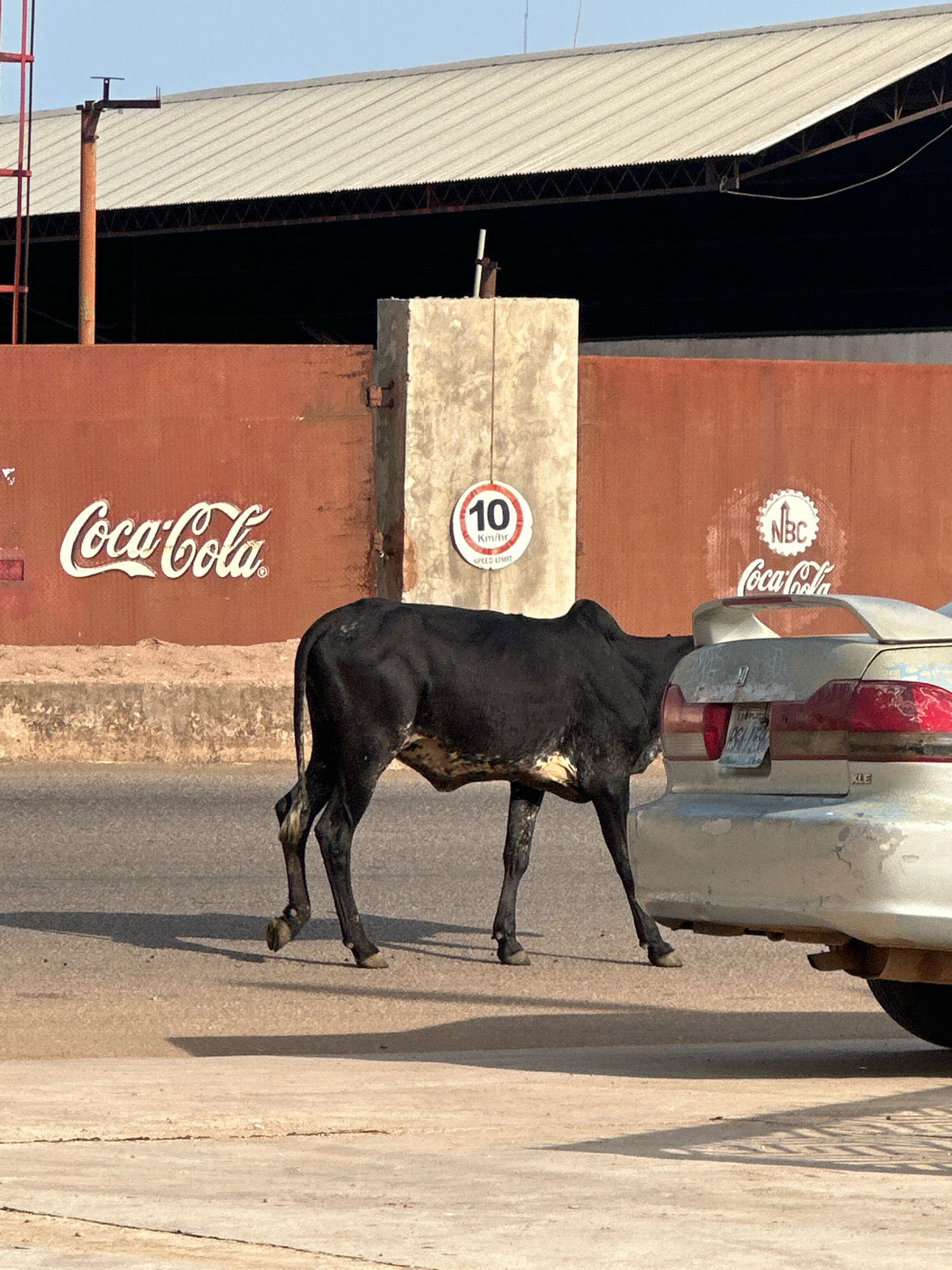 In Barakin Lerawi, Nigeria, a black cow stands in the middle of a paved road, its body angled to the left. The cow has patches of lighter colored fur on its legs and underside. To the right of the cow, the rear of a silver car is visible, its taillights illuminated. The car's license plate is partially obscured by the cow. Behind the cow, a reddish-brown wall displays a white Coca-Cola logo. A circular speed limit sign indicating "10 Km/Hr" is mounted on a concrete pillar to the left of the Coca-Cola logo. In the background, a large, corrugated metal roof stretches across the frame, supported by visible beams. The sky above is clear and blue.